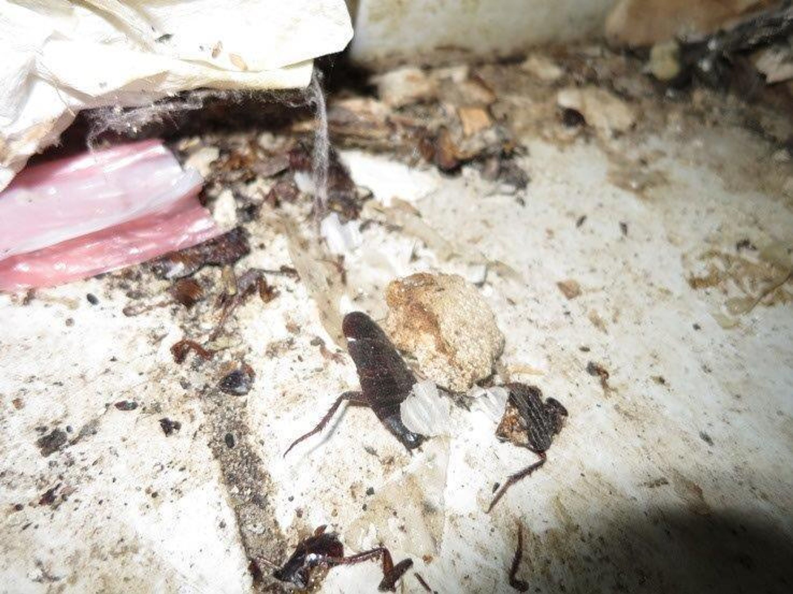 Hrůzné záběry z brněnského bistra u nádraží - 4 - GALERIE: Inspekce v bistru našla spoustu hmyzu (3/6)