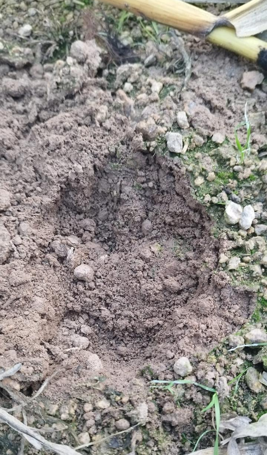 U Týna se objevila puma - U Týna se objevila puma (3/4)