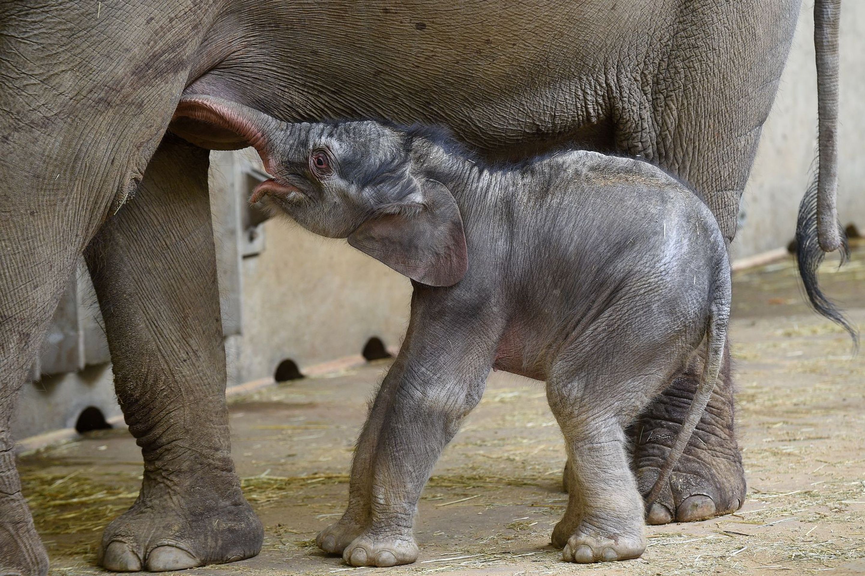 Slůně v pražské zoologické zahradě - 2 - GALERIE: Slůně v pražské zoologické zahradě (1/9)
