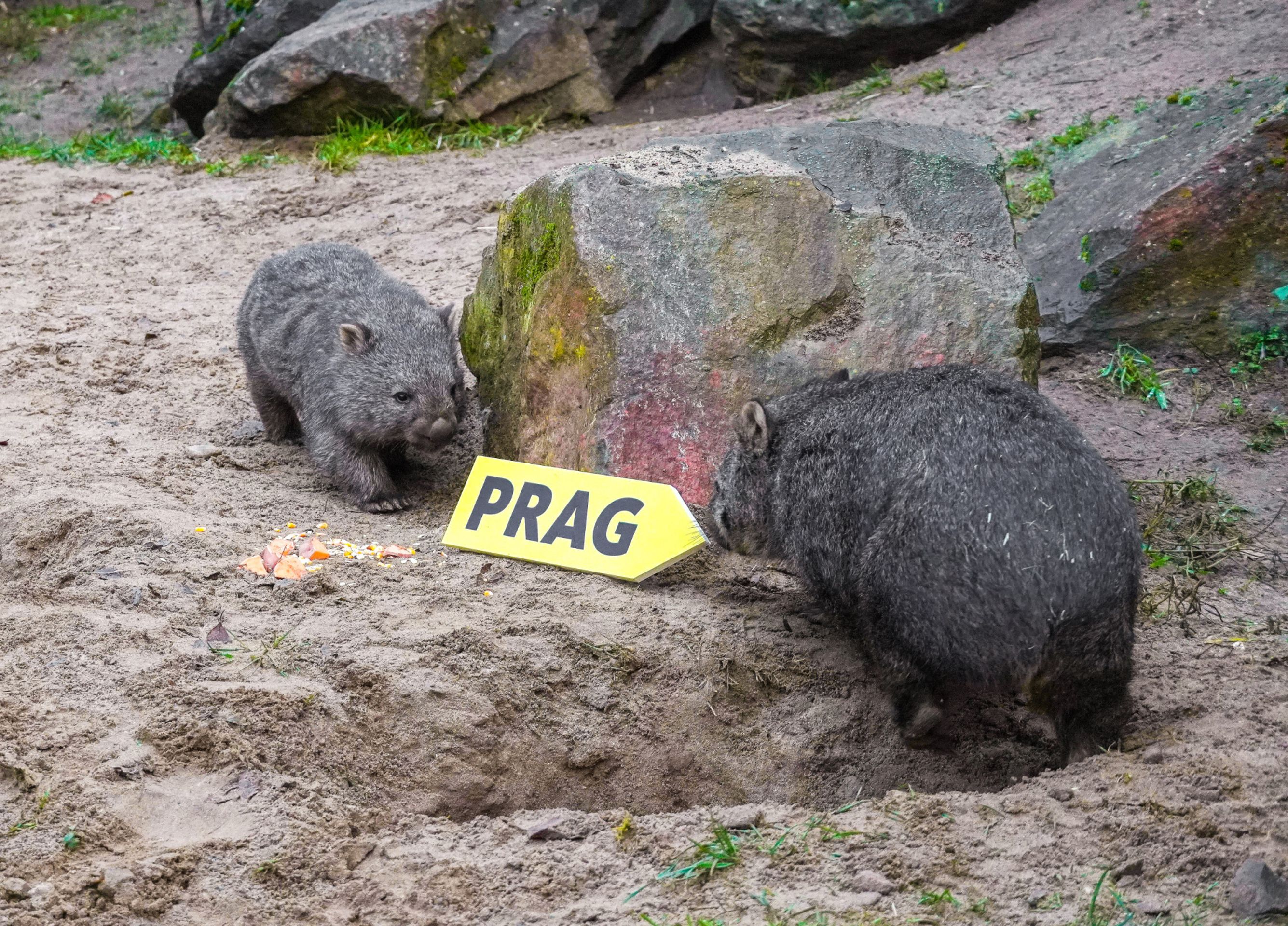 Vombat v pražské zoo - Vombat v pražské zoo (2/3)