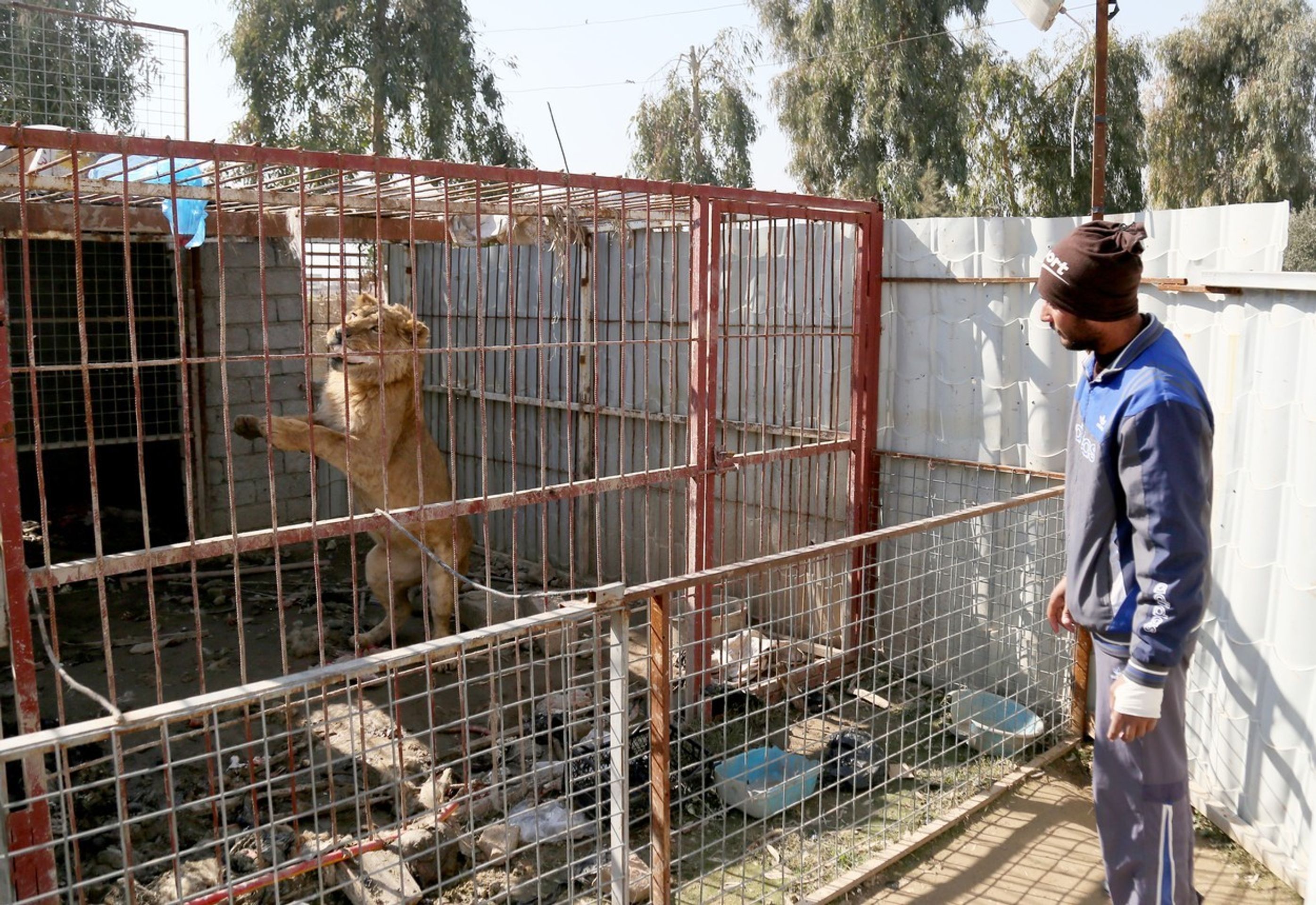 V mosulské ZOO v Iráku přežil jen lev a medvěd - 3 - GALERIE: V mosulské ZOO v Iráku přežil jen lev a medvěd (2/6)