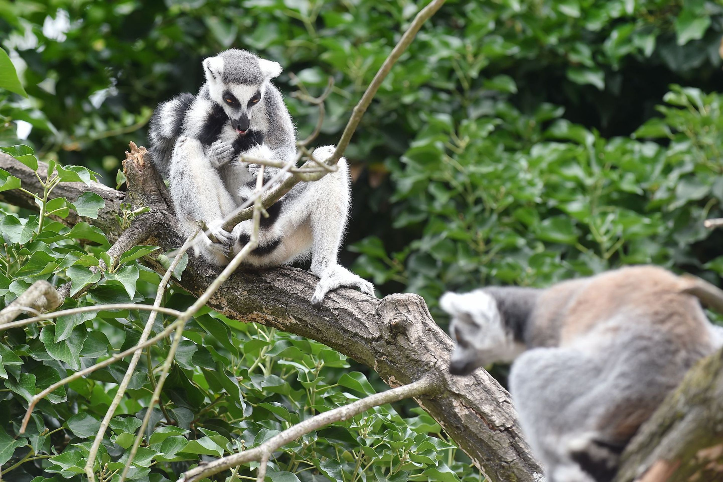 Krmení lemurů v ZOO Praha - 4 - GALERIE: Krmení lemurů v ZOO Praha (2/19)