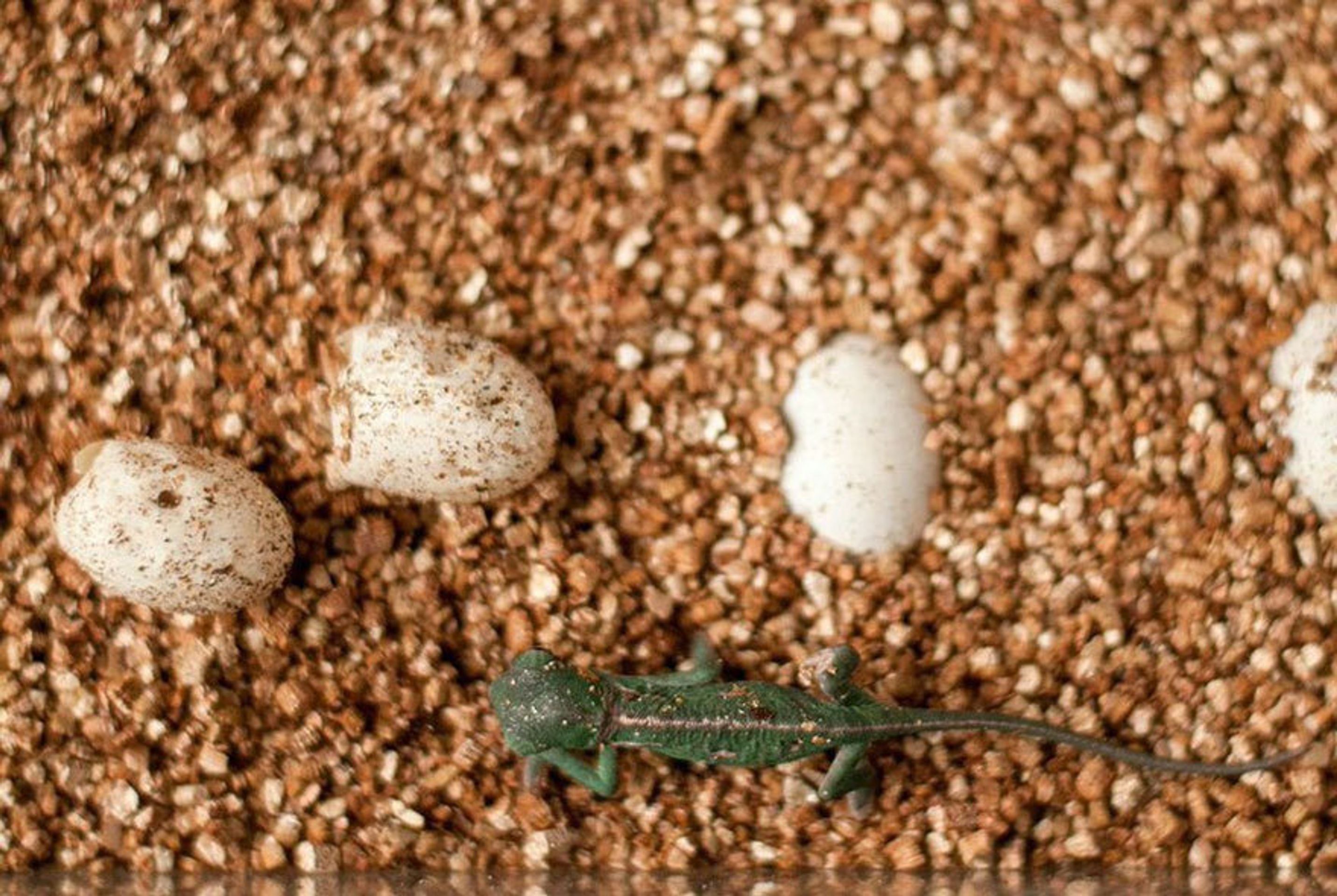 Malí chameleoni z australské zoo - 11 - GALERIE: Mláďata chameleona jemenského (5/12)