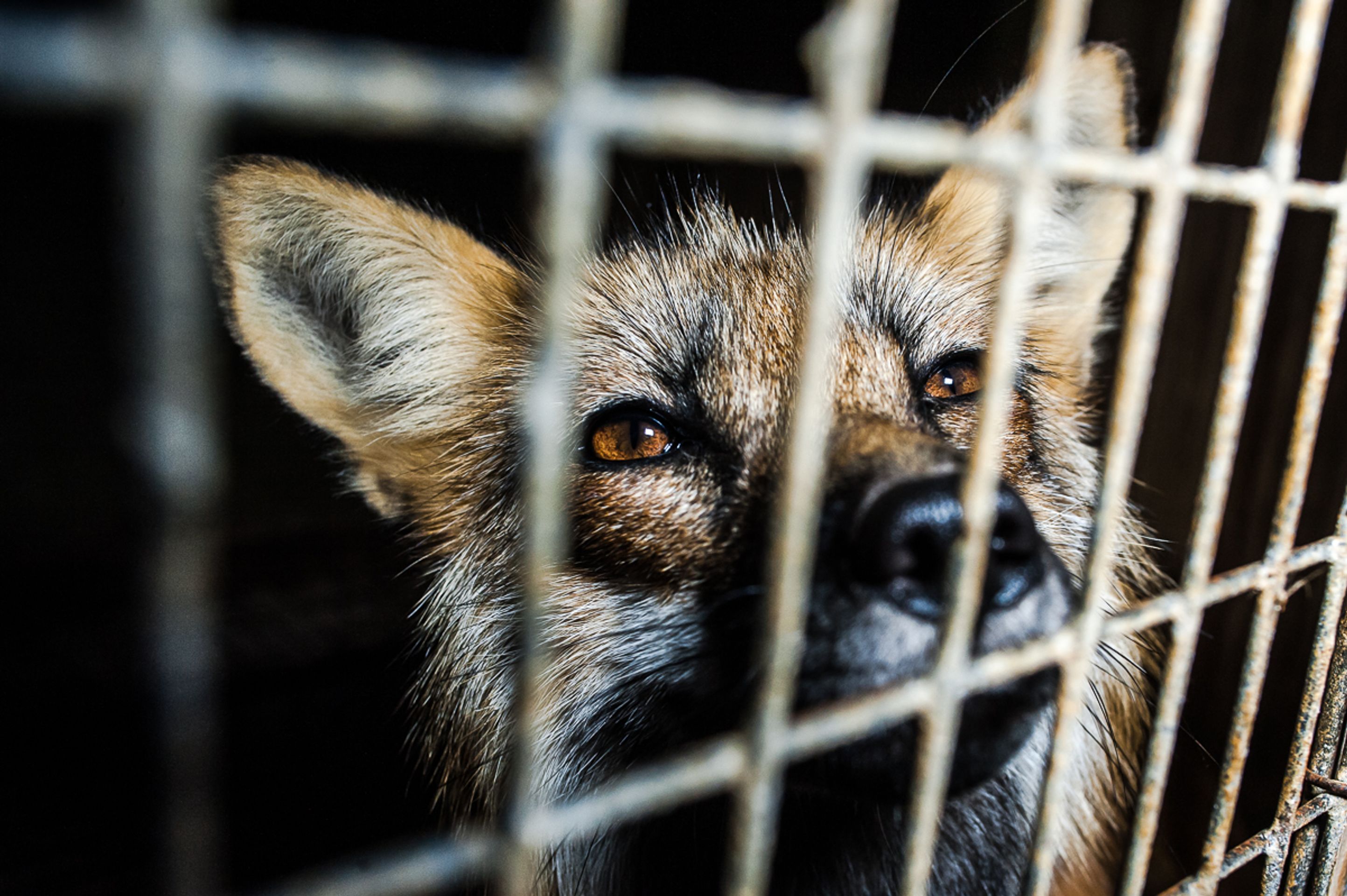 Zubožená zvířata na kožešinových farmách - 12 - Galerie: Zubožená zvířata na kožešinových farmách (5/16)