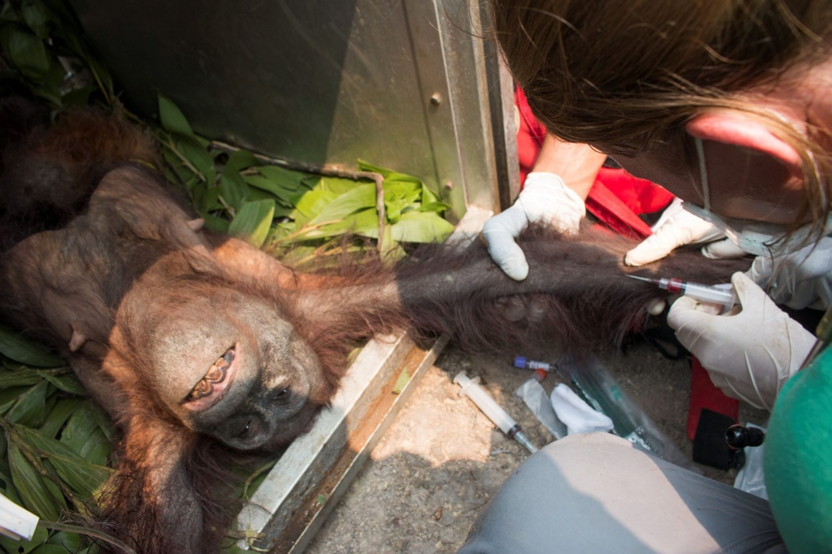 Samici orangutana s mládětem se podařilo útect před ohněm i vesničany - 3 - GALERIE: Samici orangutana s mládětem se podařilo útect před ohněm i vesničany (3/4)