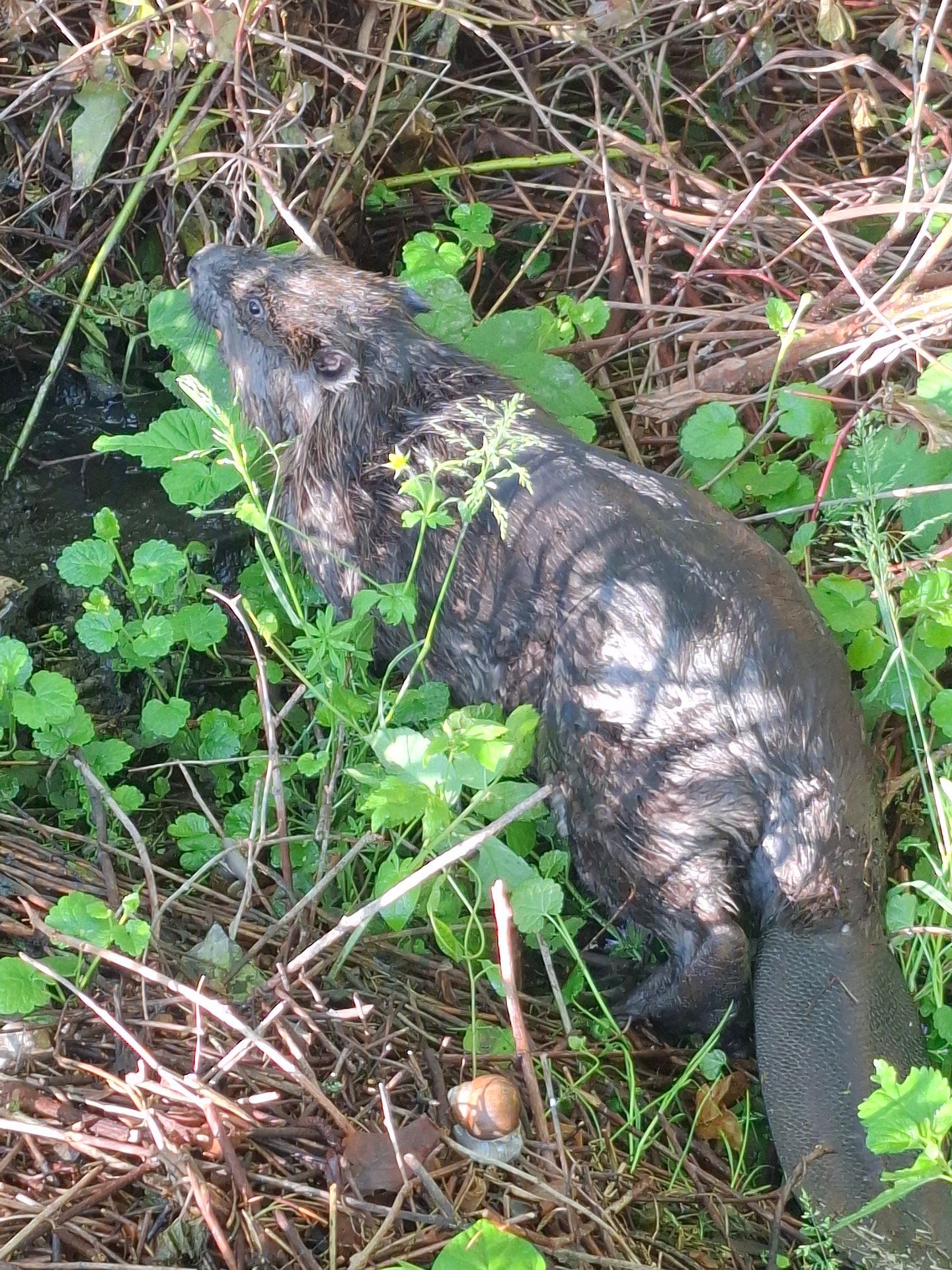 Záchrana bobra v Hraběšicích - Záchrana bobra v Hraběšicích (3/3)