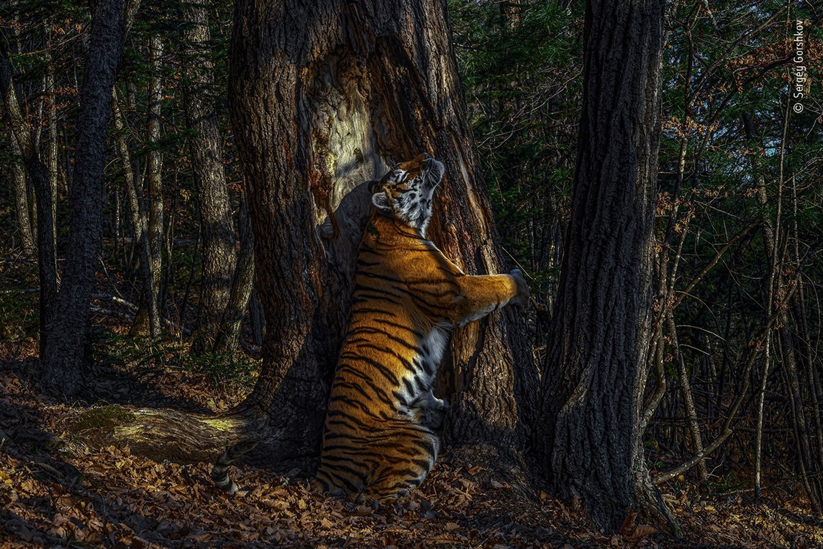 Wildlife Photographer of the Year - Sergey Gorshkov - GALERIE: Wildlife Photographer of the Year (9/10)