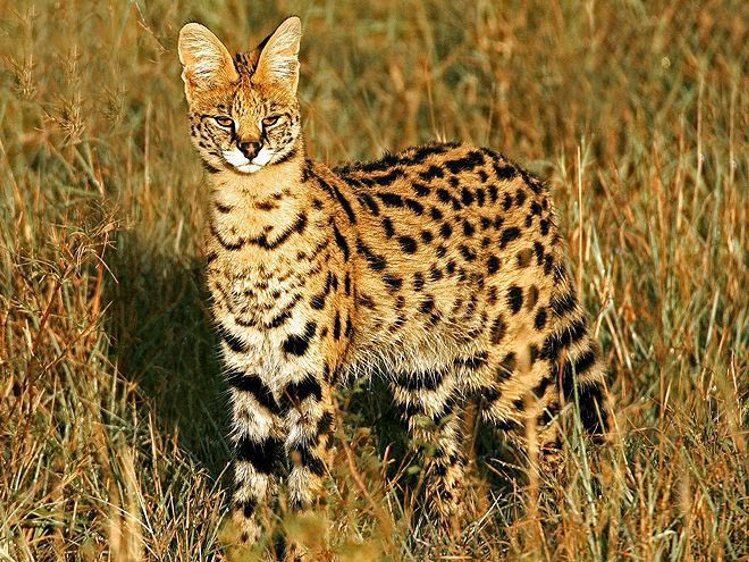Serval stepní - Serval stepní utekl majiteli (4/4)