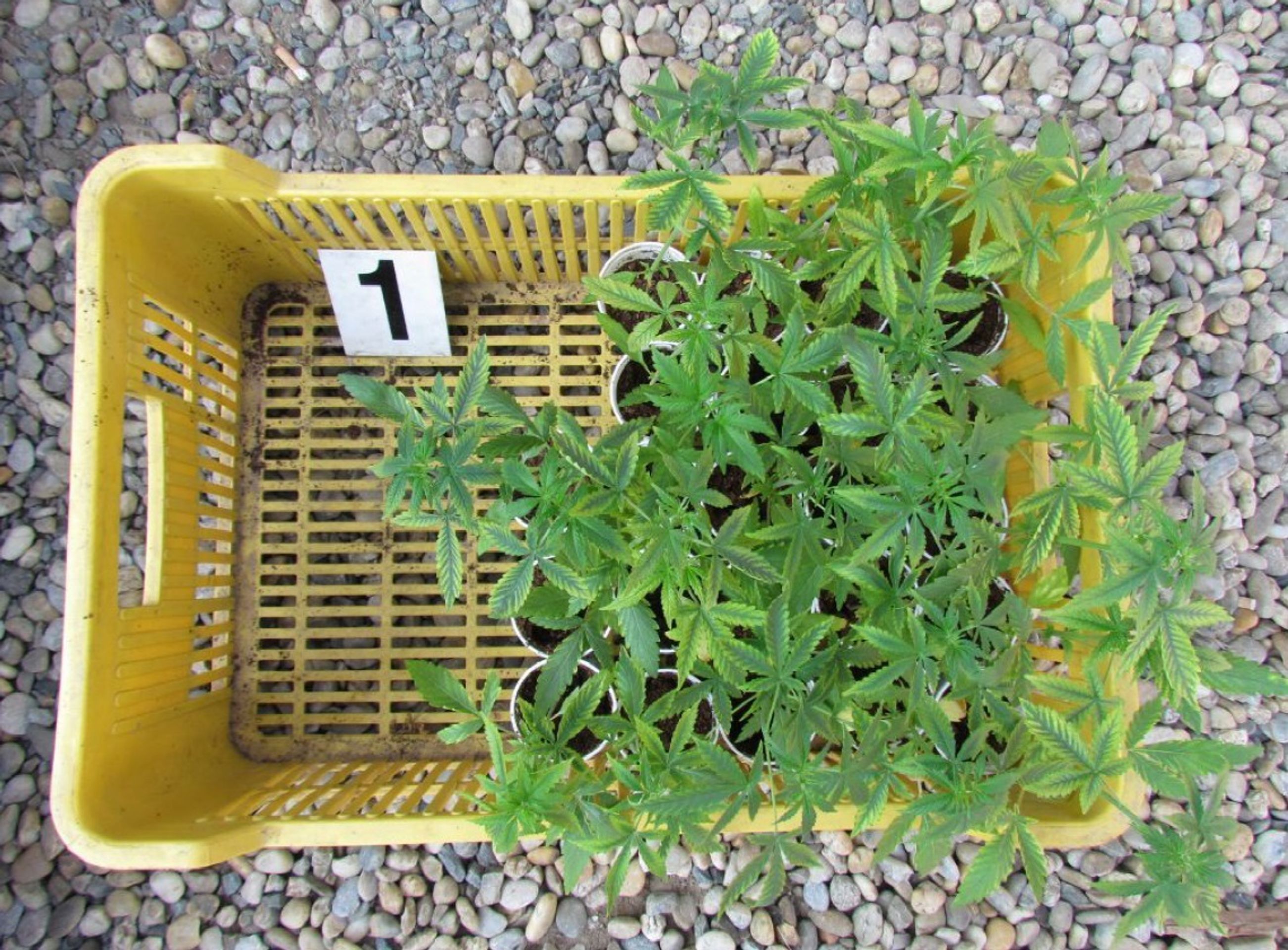 Nalezeny stovky rostlin konopí - 8 - GALERIE: Nalezeny stovky rostlin konopí (8/10)