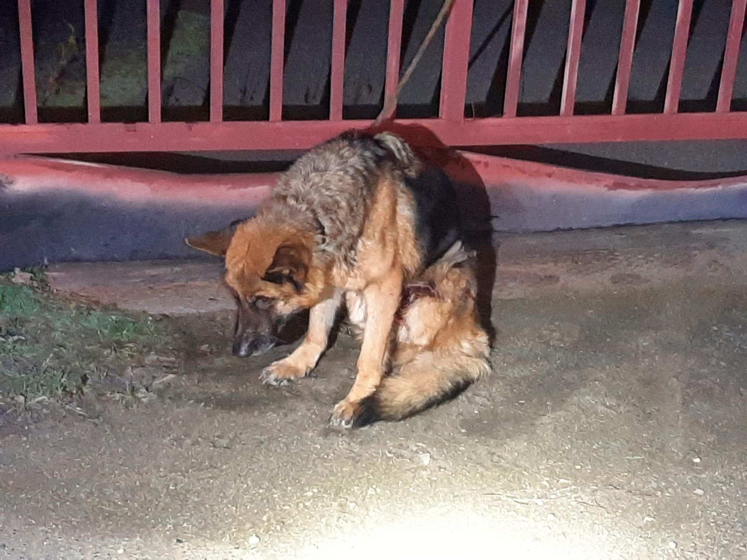 Uvázaná fenka na Vyškovsku - Uvázaná fenka na Vyškovsku (4/4)