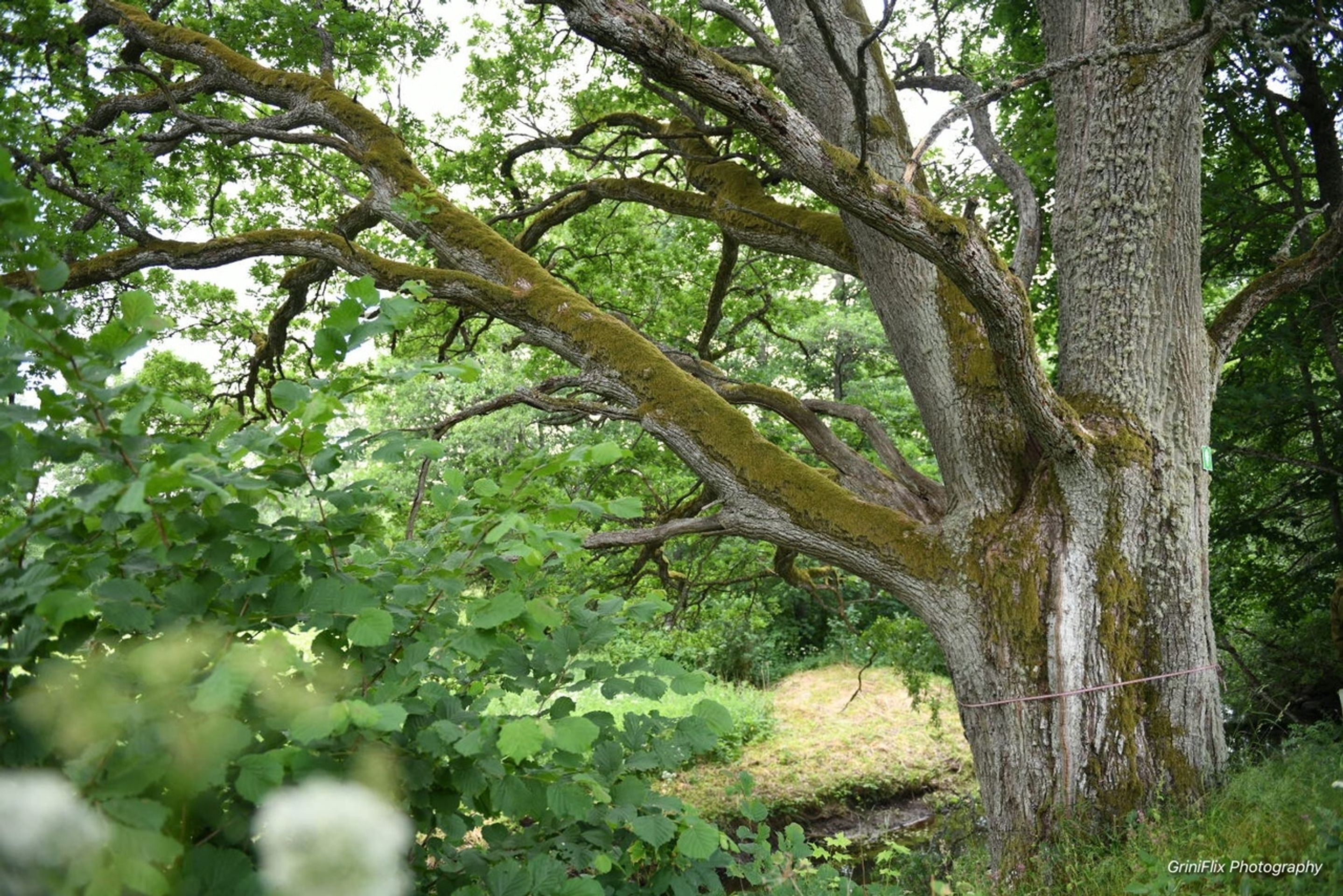 Evropský strom - Lotyšsko - Evropský strom (10/16)