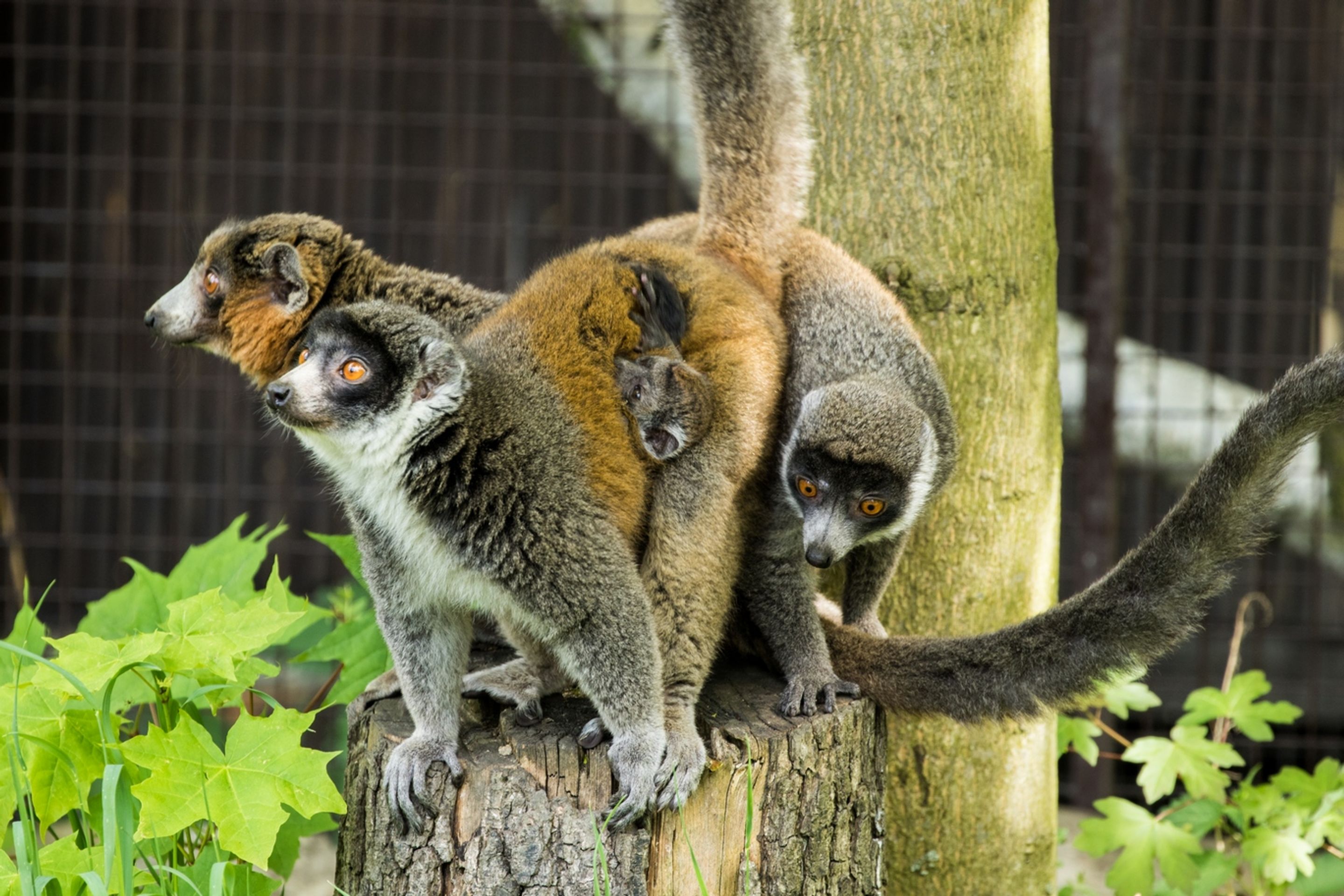 Lemuři mongoz - GALERIE: Mládě lemura mongoz (4/4)