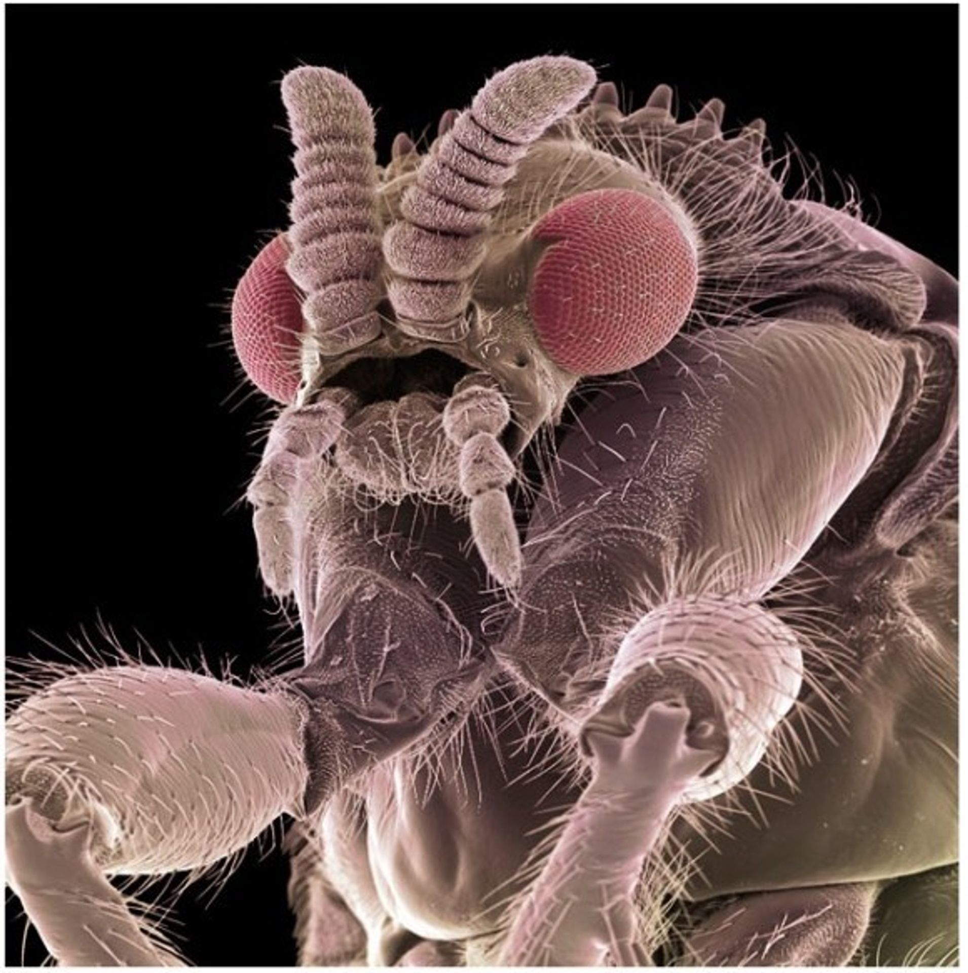 Hmyz pod elektronovým mikroskopem - 17 - GALERIE: Hmyz pod elektronovým mikroskopem (5/20)