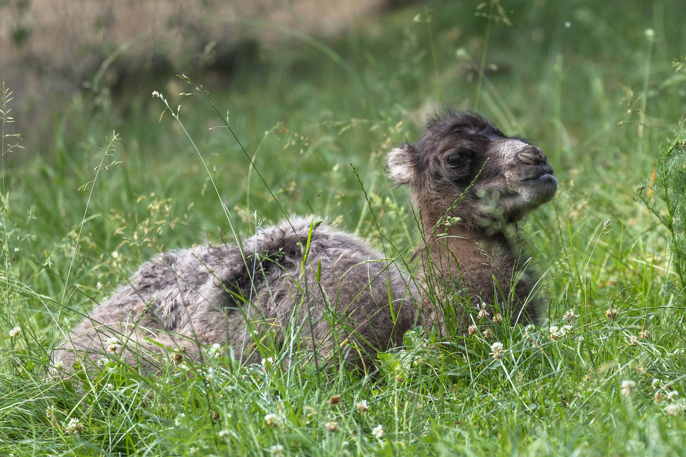 V brněnské zoo se narodil velbloudí kluk a bizoní holka - 7 - GALERIE: V brněnské zoo se narodil velbloudí kluk a bizoní holka (7/10)