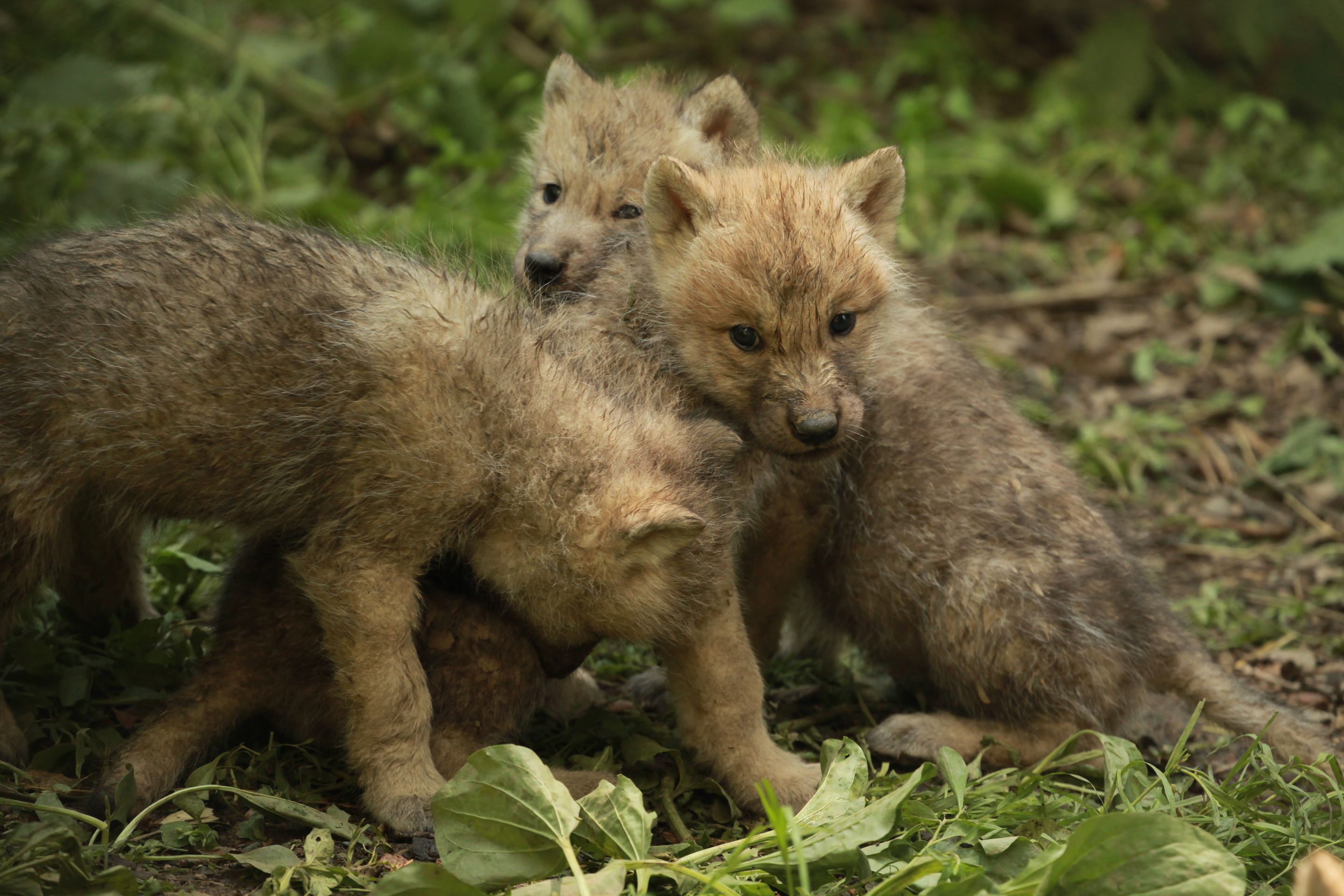 Paterčata vlků arktických v brněnské ZOO - 6 - GALERIE: Paterčata vlků arktických v brněnské ZOO (6/7)