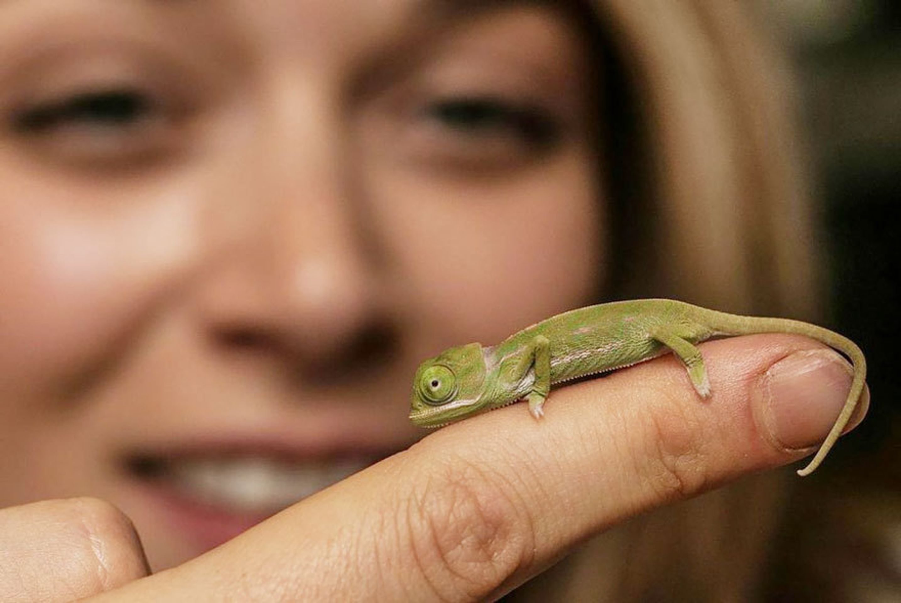 Malí chameleoni z australské zoo - 2 - GALERIE: Mláďata chameleona jemenského (12/12)