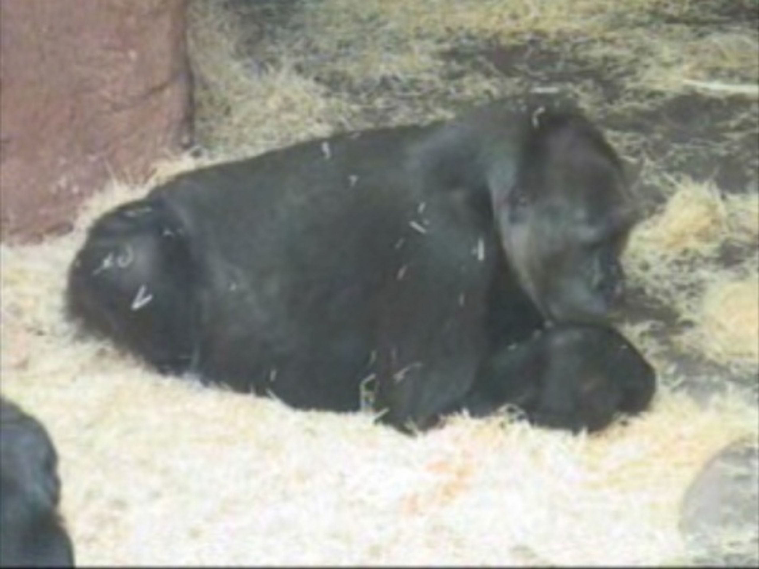 Kamba při porodu - VIDEO: Gorilka při porodu zemřela (3/3)