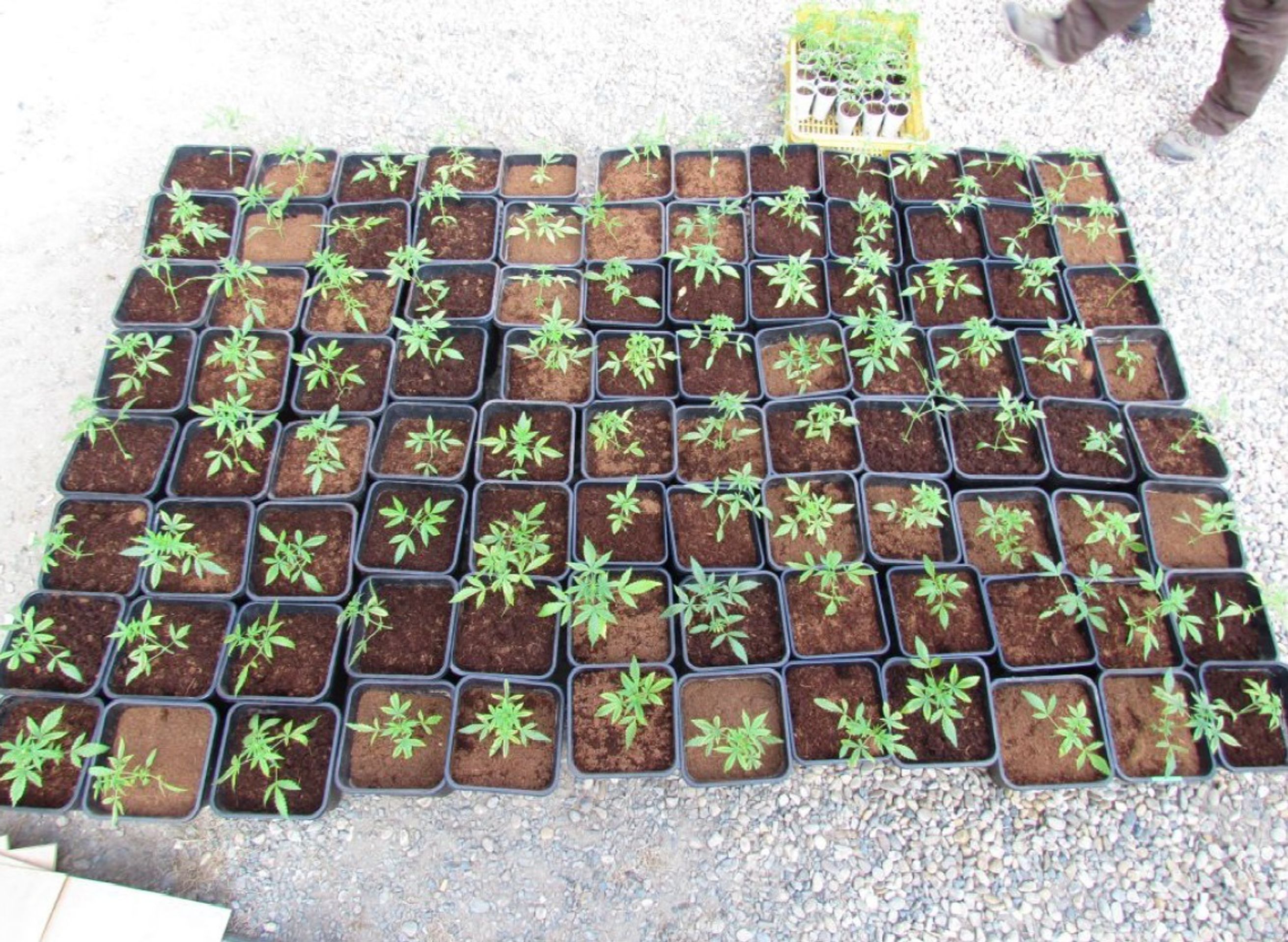 Nalezeny stovky rostlin konopí - 7 - GALERIE: Nalezeny stovky rostlin konopí (7/10)