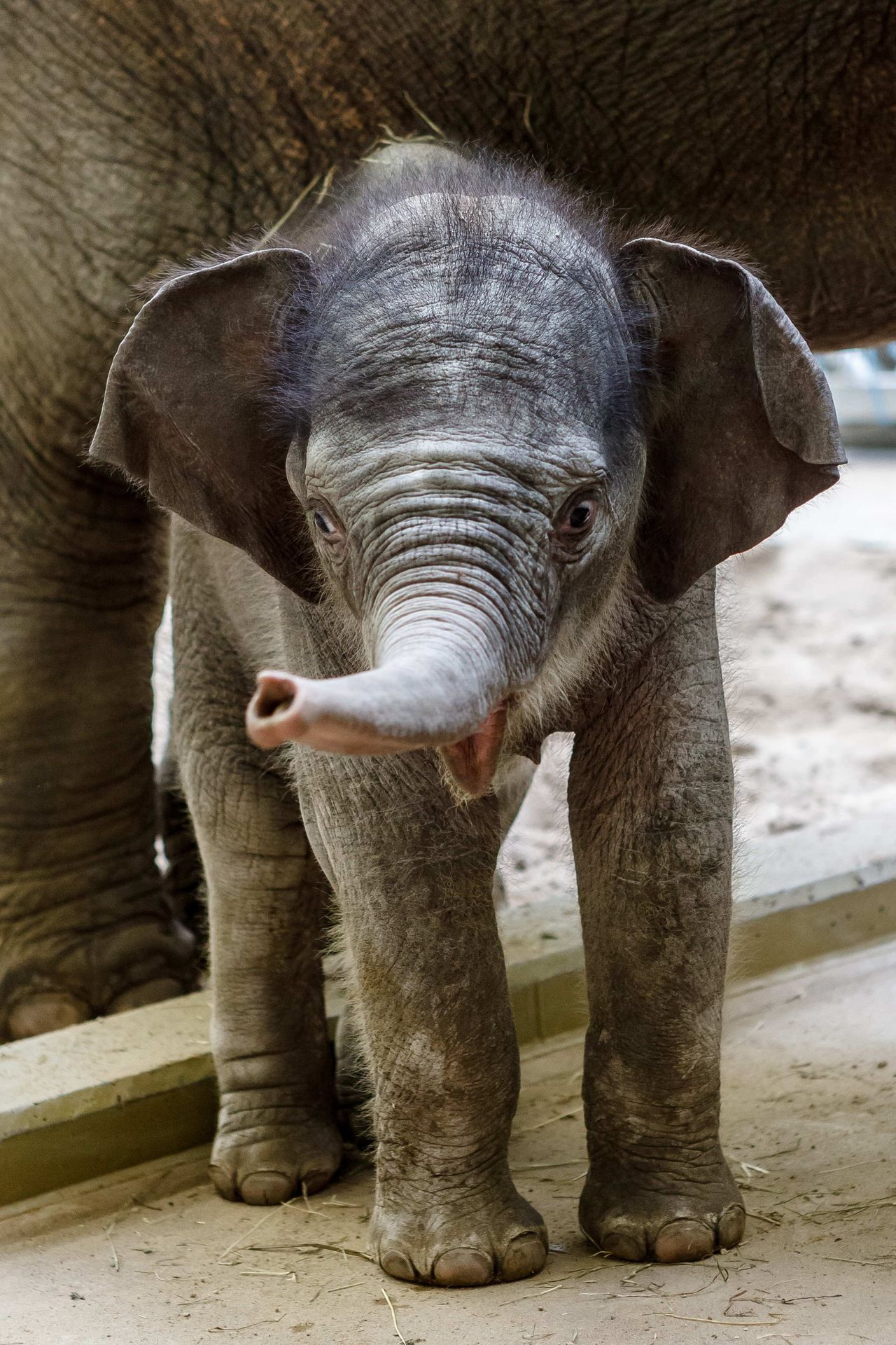 sluně - 1 - GALERIE: Slůně v Zoo Praha (5/5)