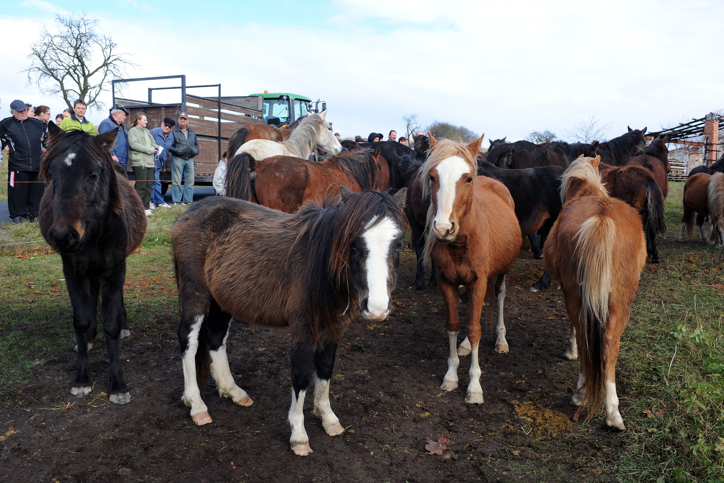 Dražba týraných koní - GALERIE: Podívejte se na zubožené koně, kteří dnes byli v aukci (9/19)