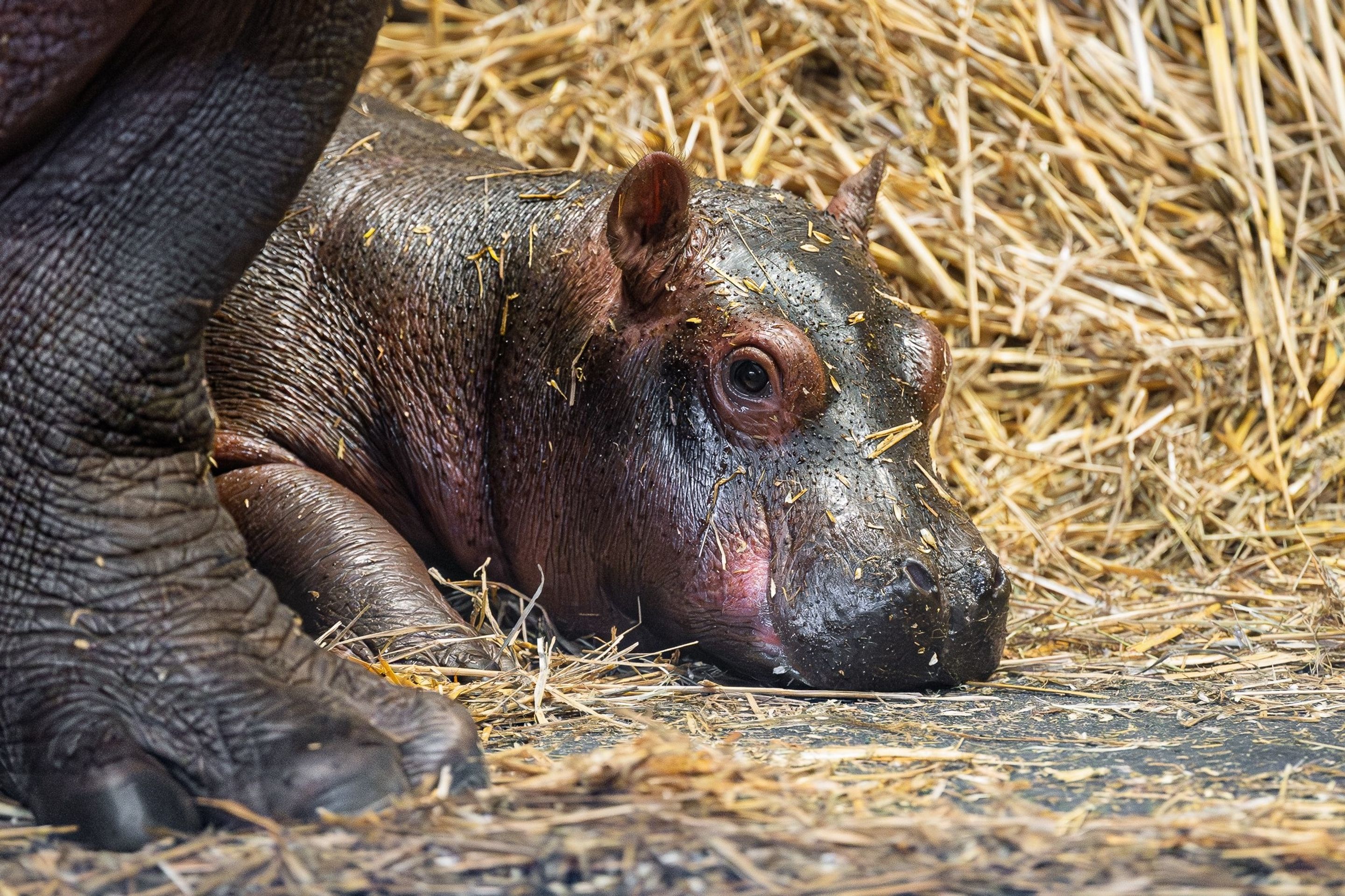 zoo-dvur-hroch - V zoo Dvůr Králové se narodilo mládě hrocha (1/3)