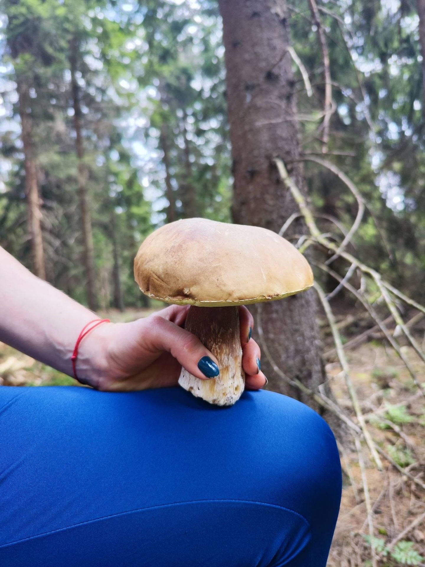Houbová nadílka na Chomutovsku - Houbová nadílka na Chomutovsku (5/12)