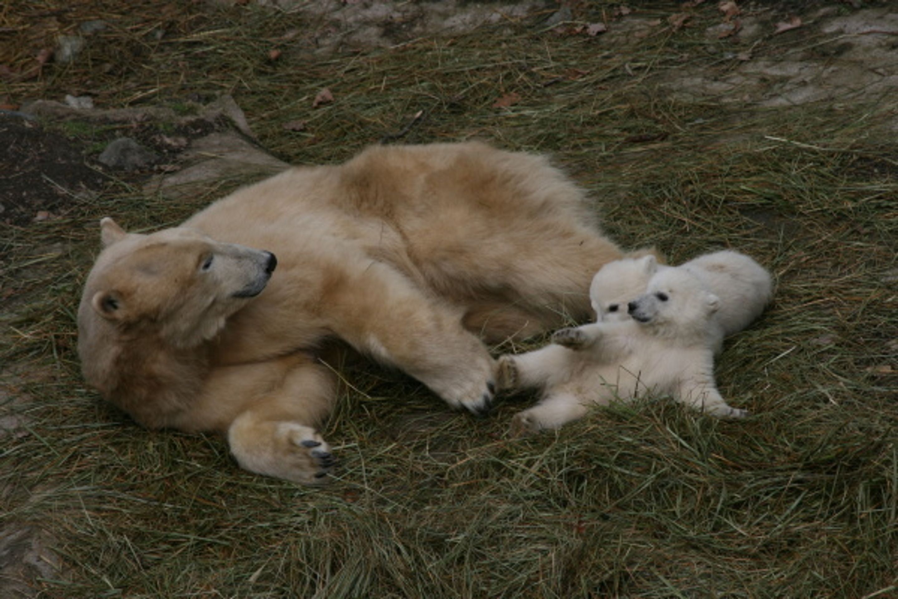 Lední medvíďata z brněnské zoo - Fotogalerie - lední medvědi v brněnské zoo (6/9)