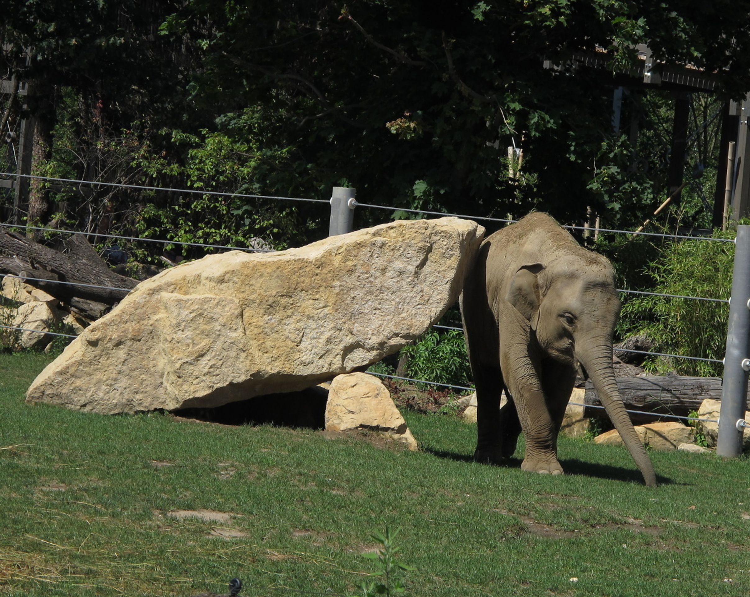 Jak se sloni v pražské zoo drbou - 6 - GALERIE: Jak se sloni v pražské zoo drbou (6/6)