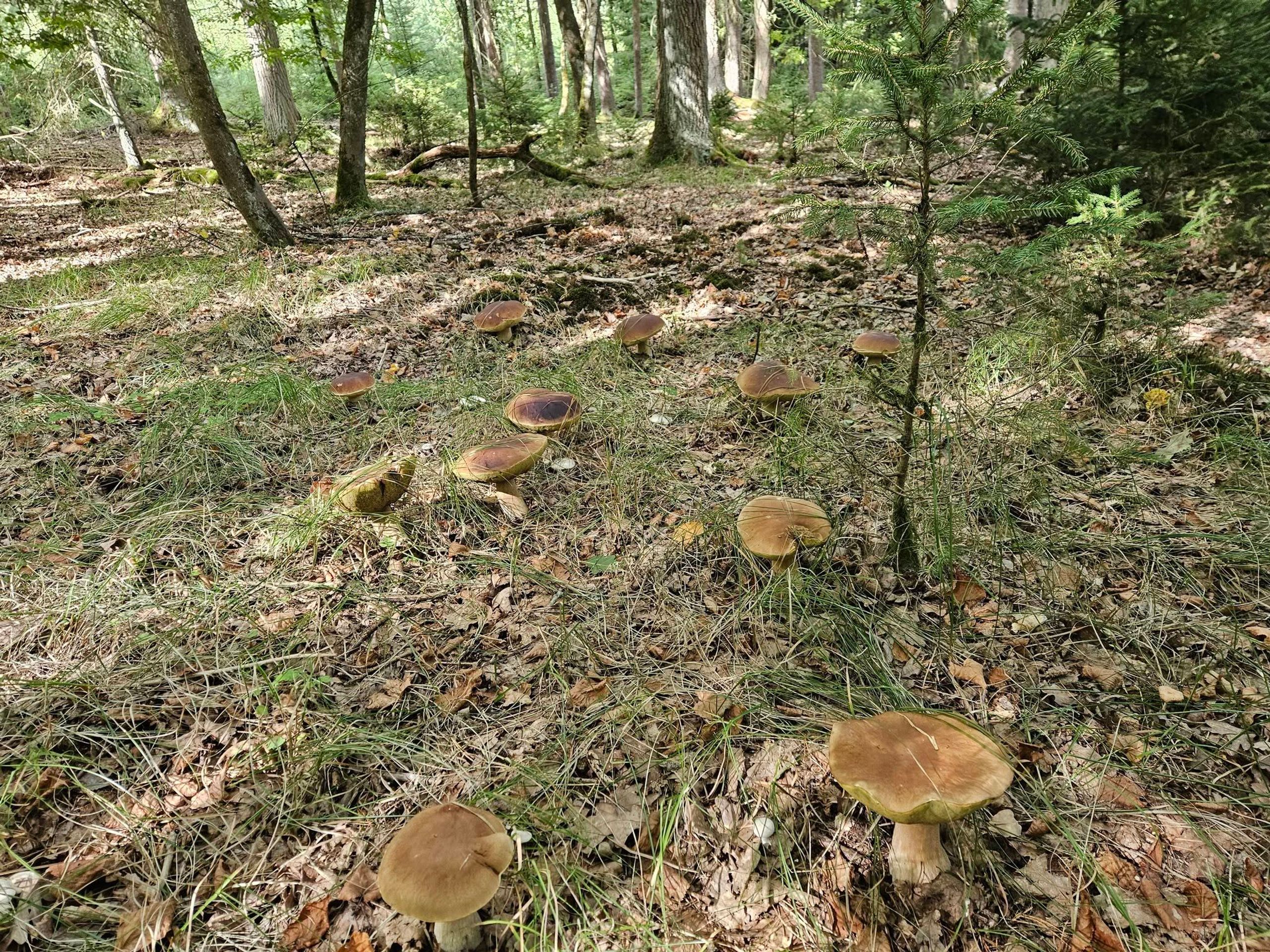 Hřibová nadílka na Karlovarsku - Invaze hřibů na Karlovarsku (5/6)