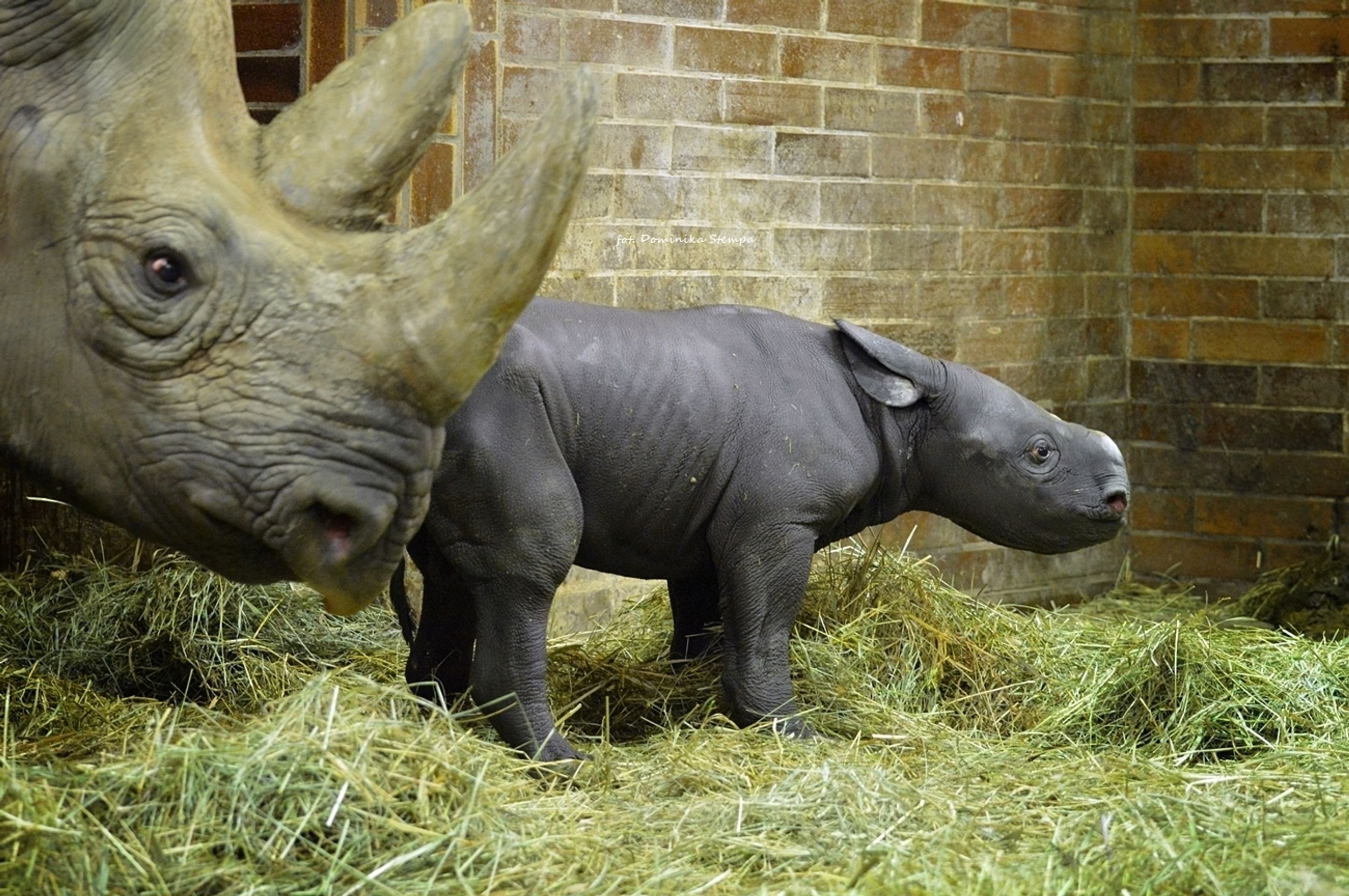 Do Safari Parku Dvůr Králové přibyli během dvou dnů hned dva nosorožci - 3 - GALERIE: Do Safari Parku Dvůr Králové přibyli během dvou dnů hned dva nosorožci (3/10)