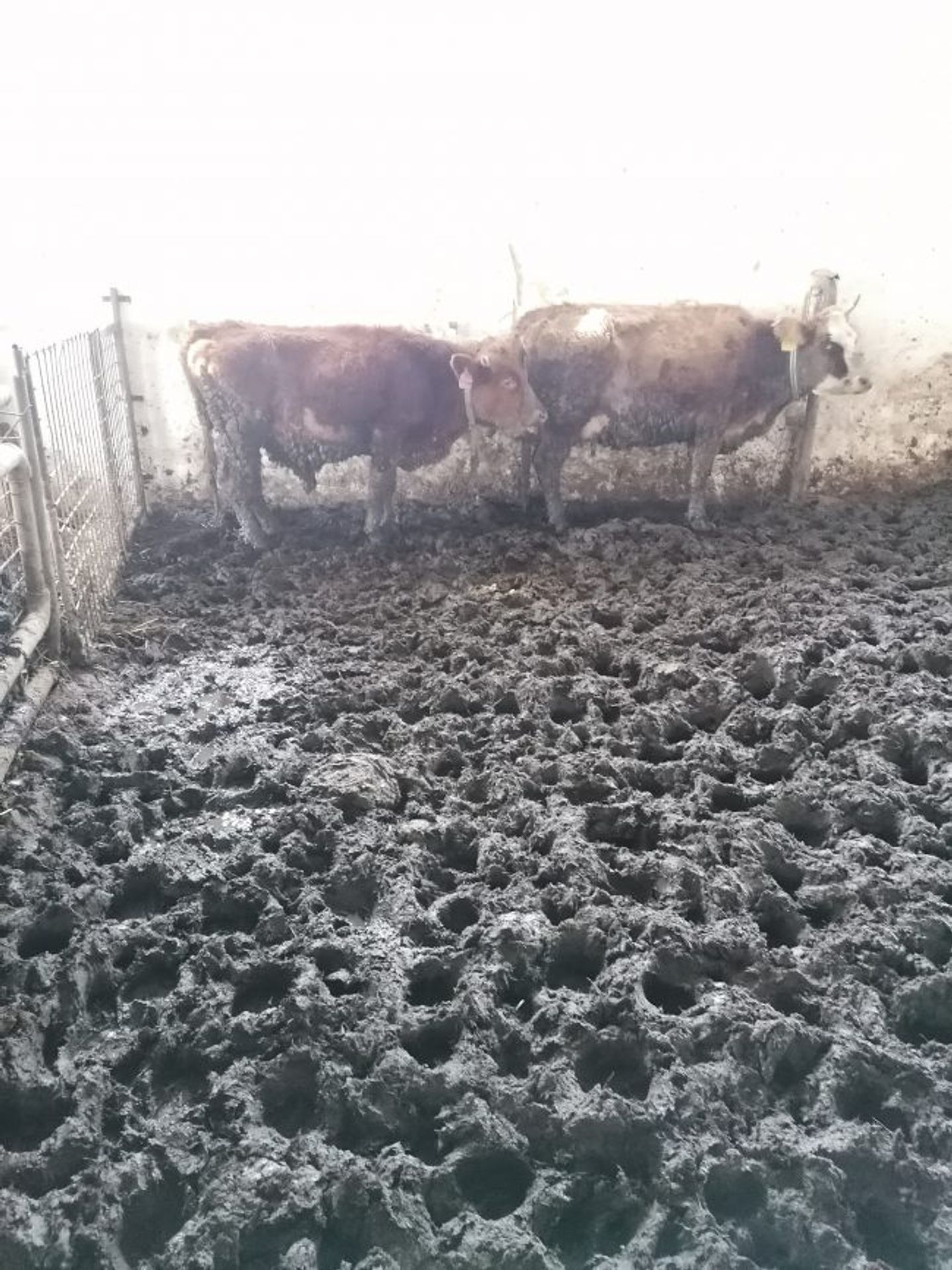 Kontrola u chovatele ve Vysoké u Hustopečí nad Bečvou - GALERIE: Kontrola u chovatele odhalila hrozivé podmínky (1/3)