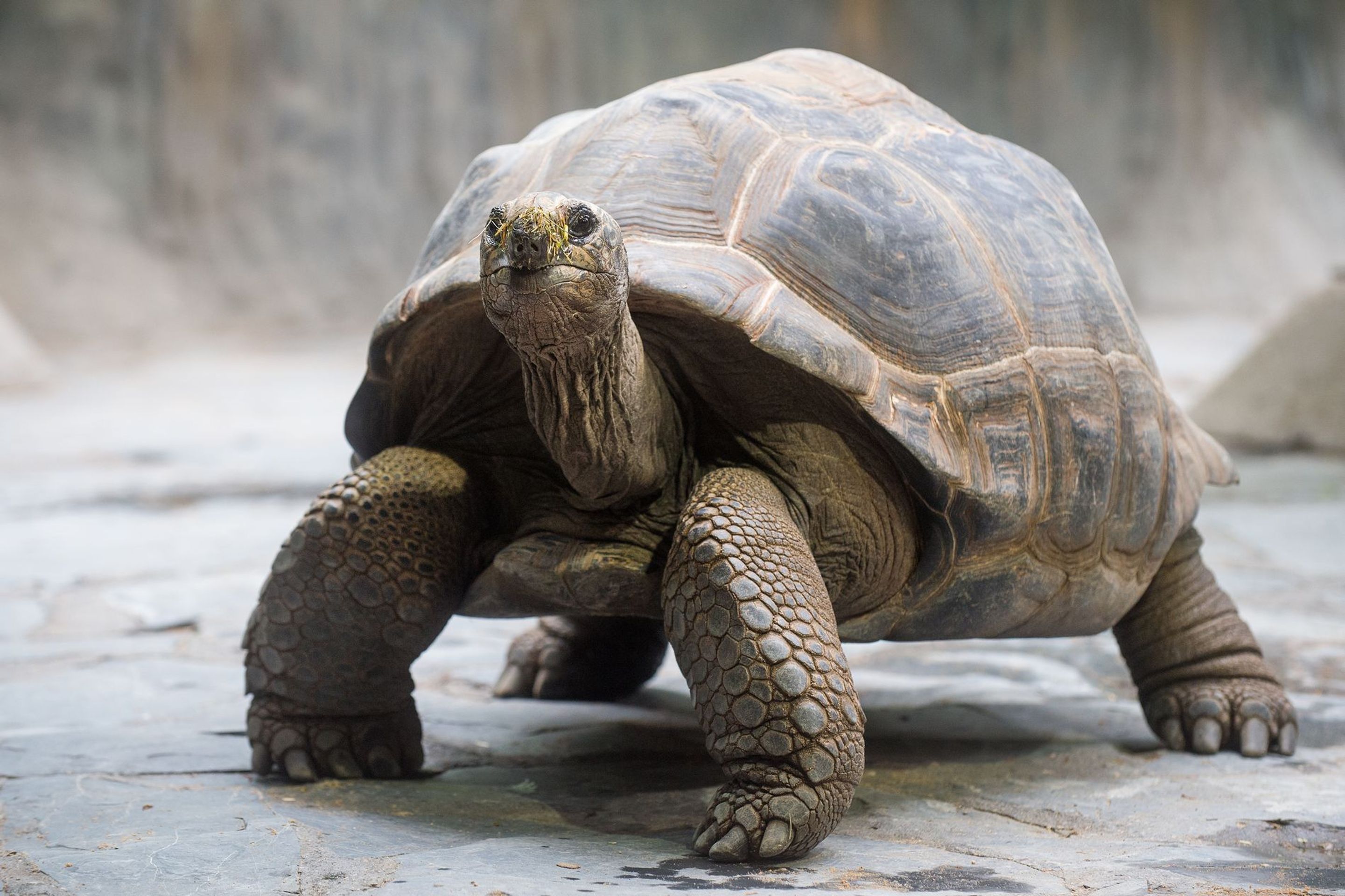 Krmení velkých želv v ZOO Praha - 4 - GALERIE: Krmení velkých želv v ZOO Praha (4/19)