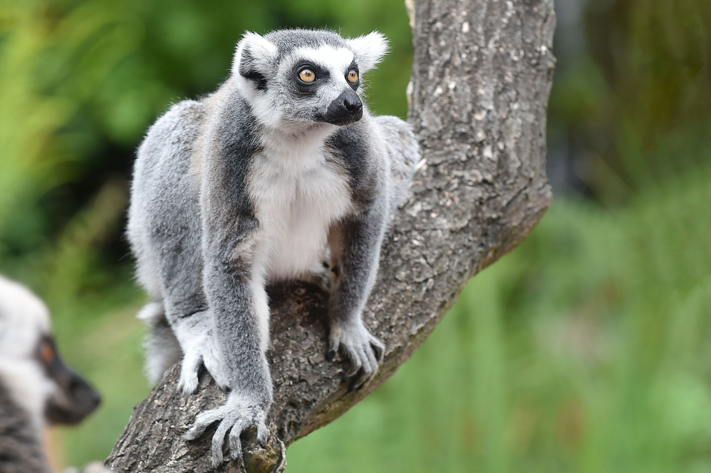 Krmení lemurů v ZOO Praha - 15 - GALERIE: Krmení lemurů v ZOO Praha (15/19)