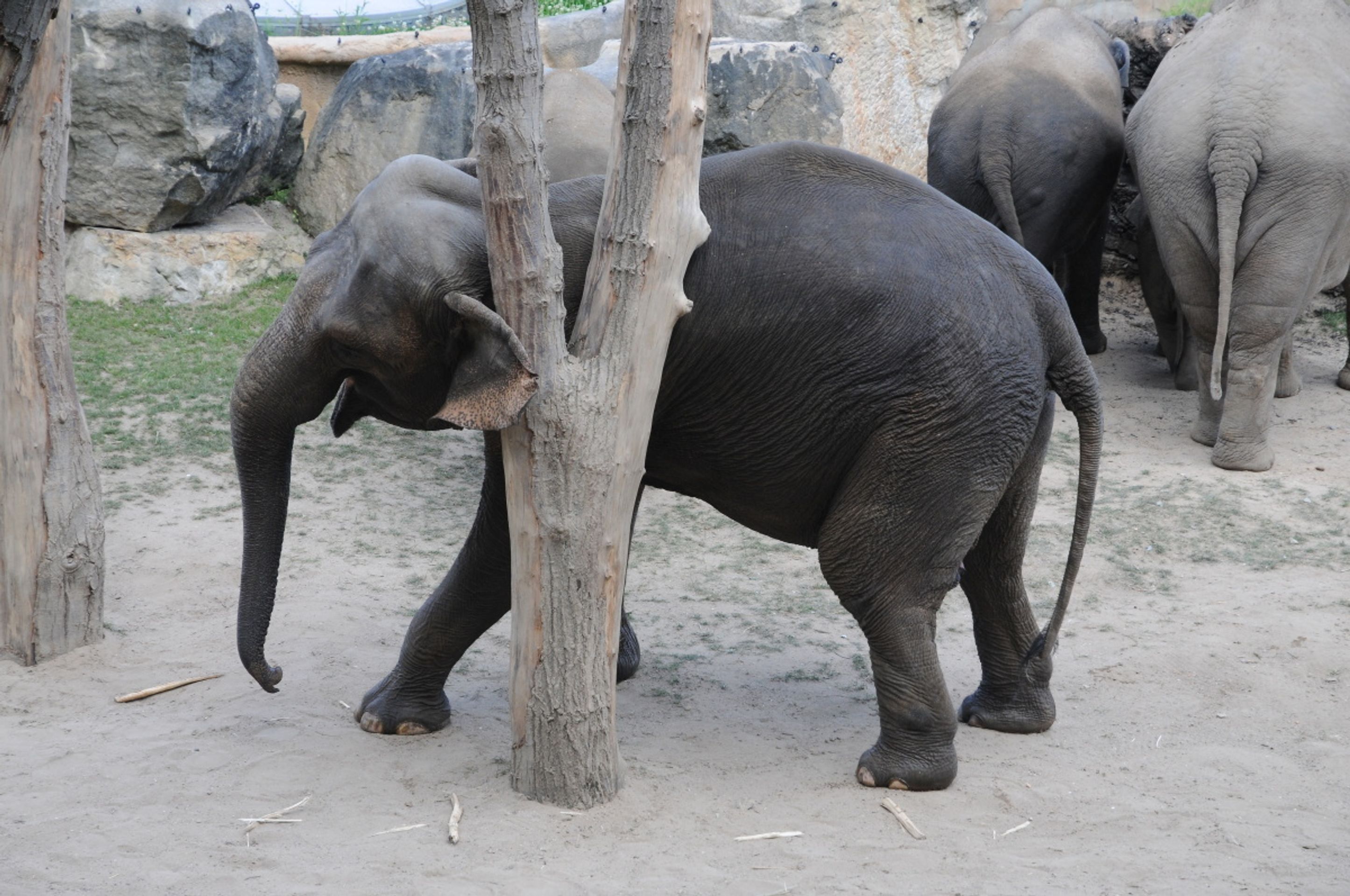Jak se sloni v pražské zoo drbou - 1 - GALERIE: Jak se sloni v pražské zoo drbou (1/6)