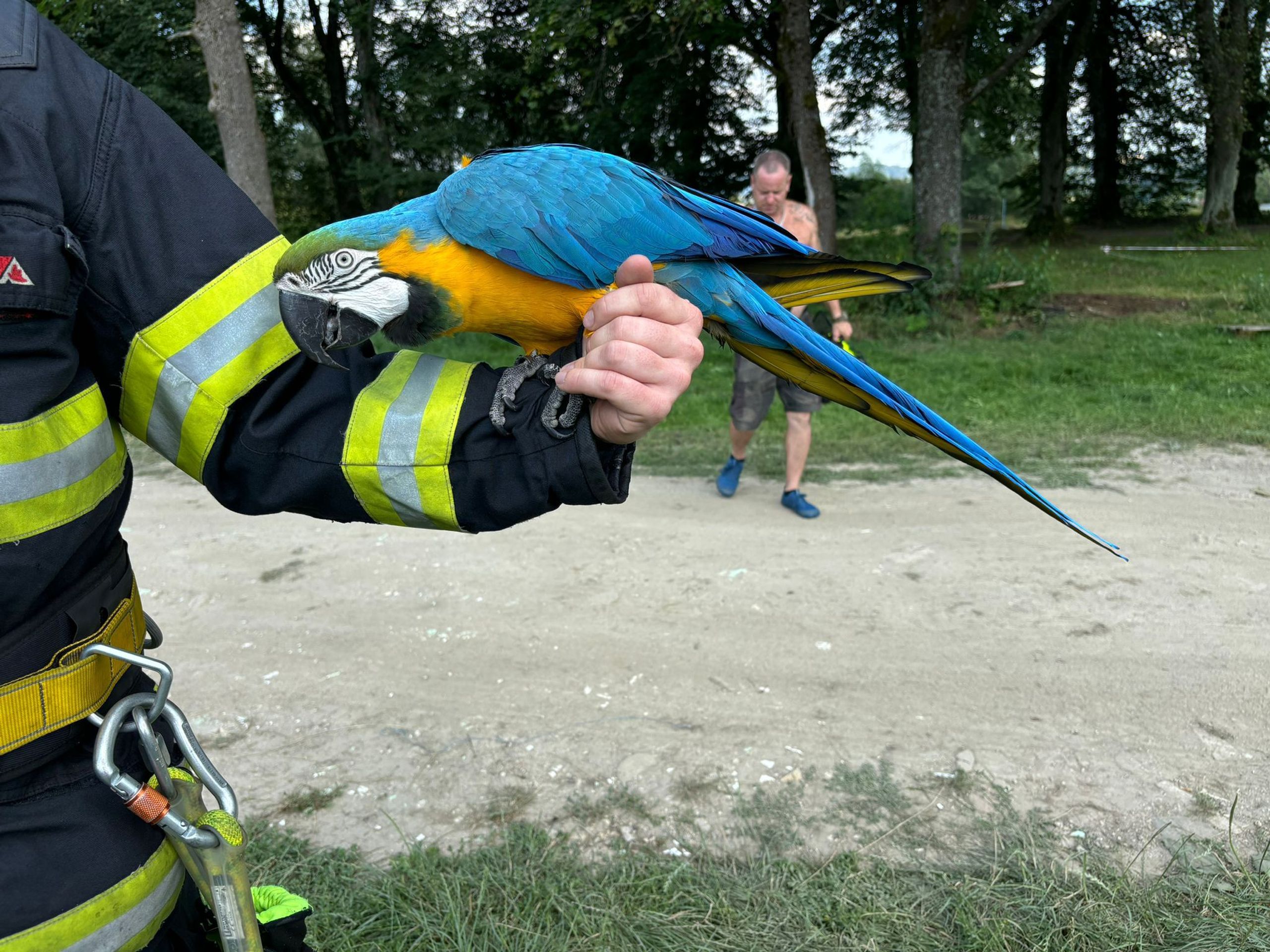 Záchrana papouška ara ararauna (6) - Záchrana papouška ara ararauna (4/7)
