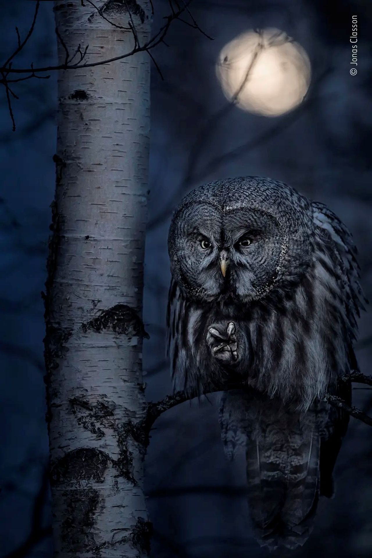 Wildlife Photographer of the Year - Jonas Classon - GALERIE: Wildlife Photographer of the Year (5/10)