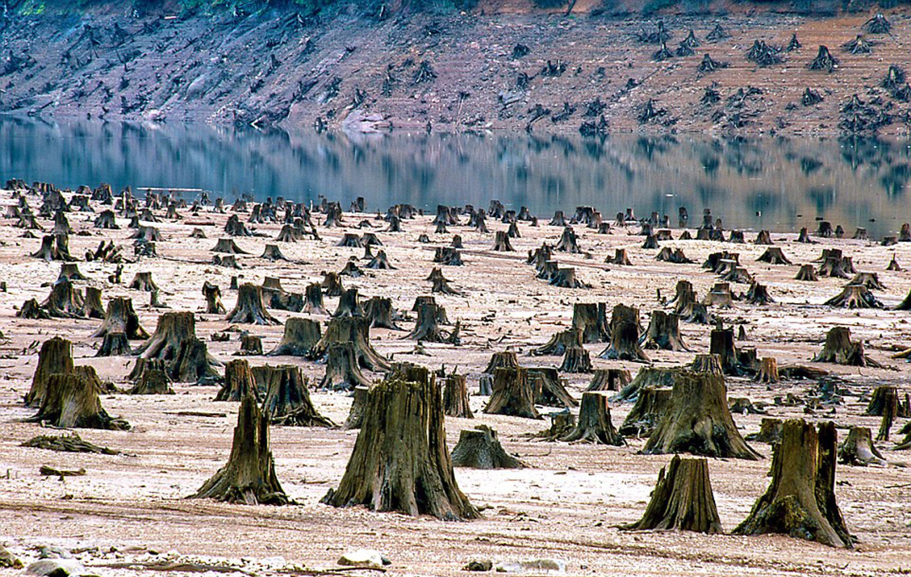 Fotografie znázorňující ničivé důsledky přelidnění - Národní les v Oregonu, 99% stromů pokáceno - USA - GALERIE: Fotografie znázorňující ničivé důsledky přelidnění (3/28)