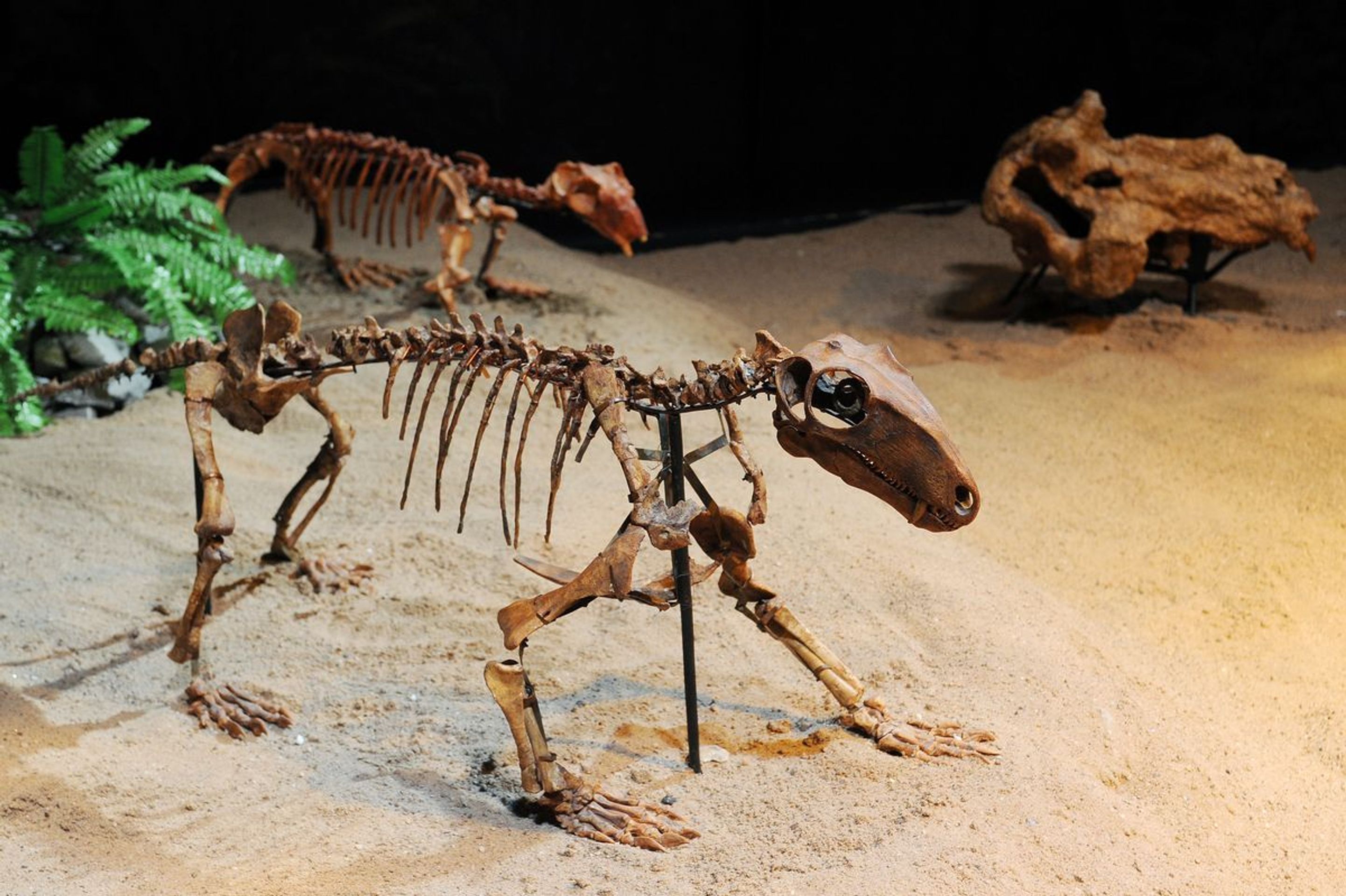 Výstava Dinosaurium - 13 - GALERIE: Výstava Dinosaurium (11/23)