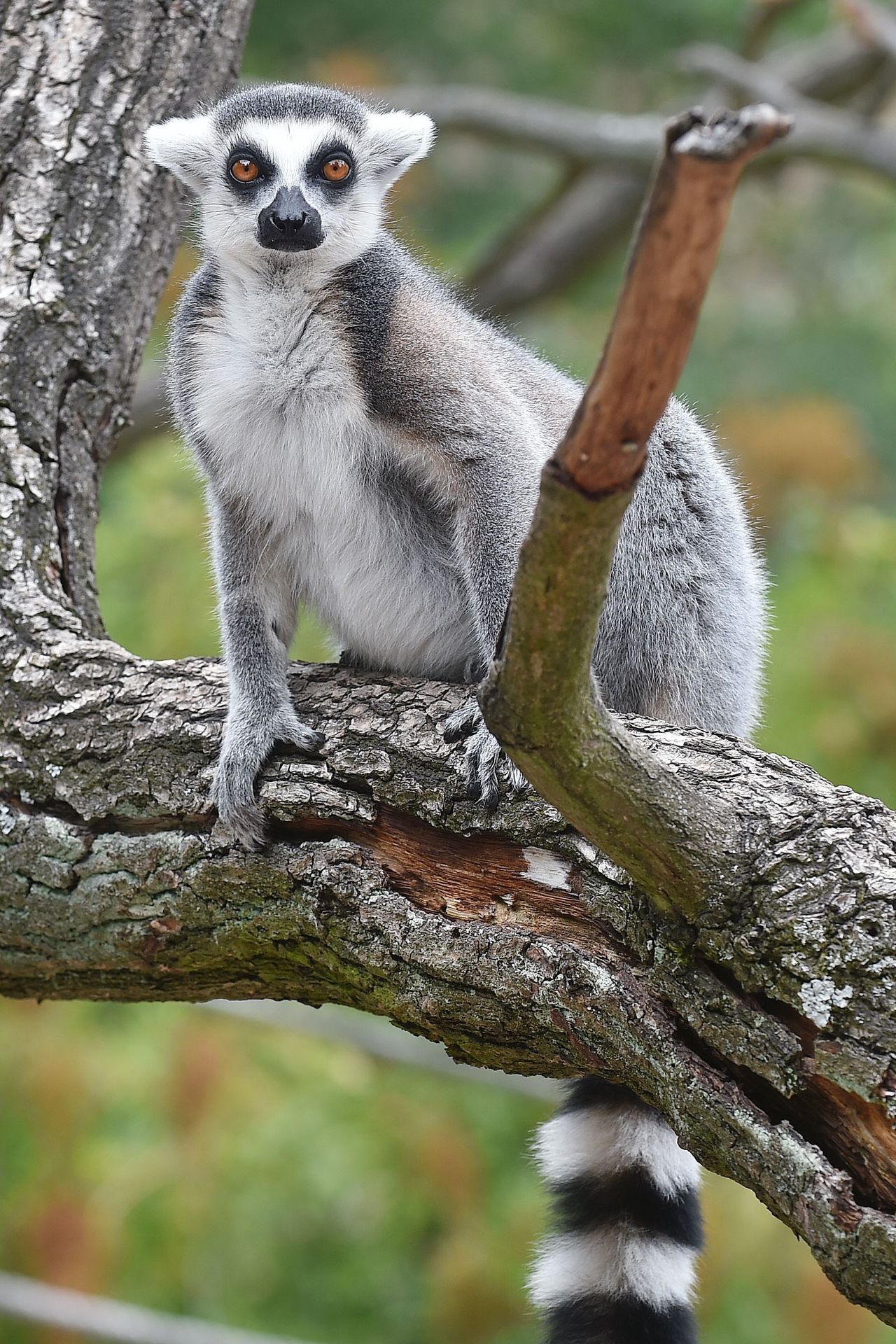 Krmení lemurů v ZOO Praha - 1 - GALERIE: Krmení lemurů v ZOO Praha (3/19)