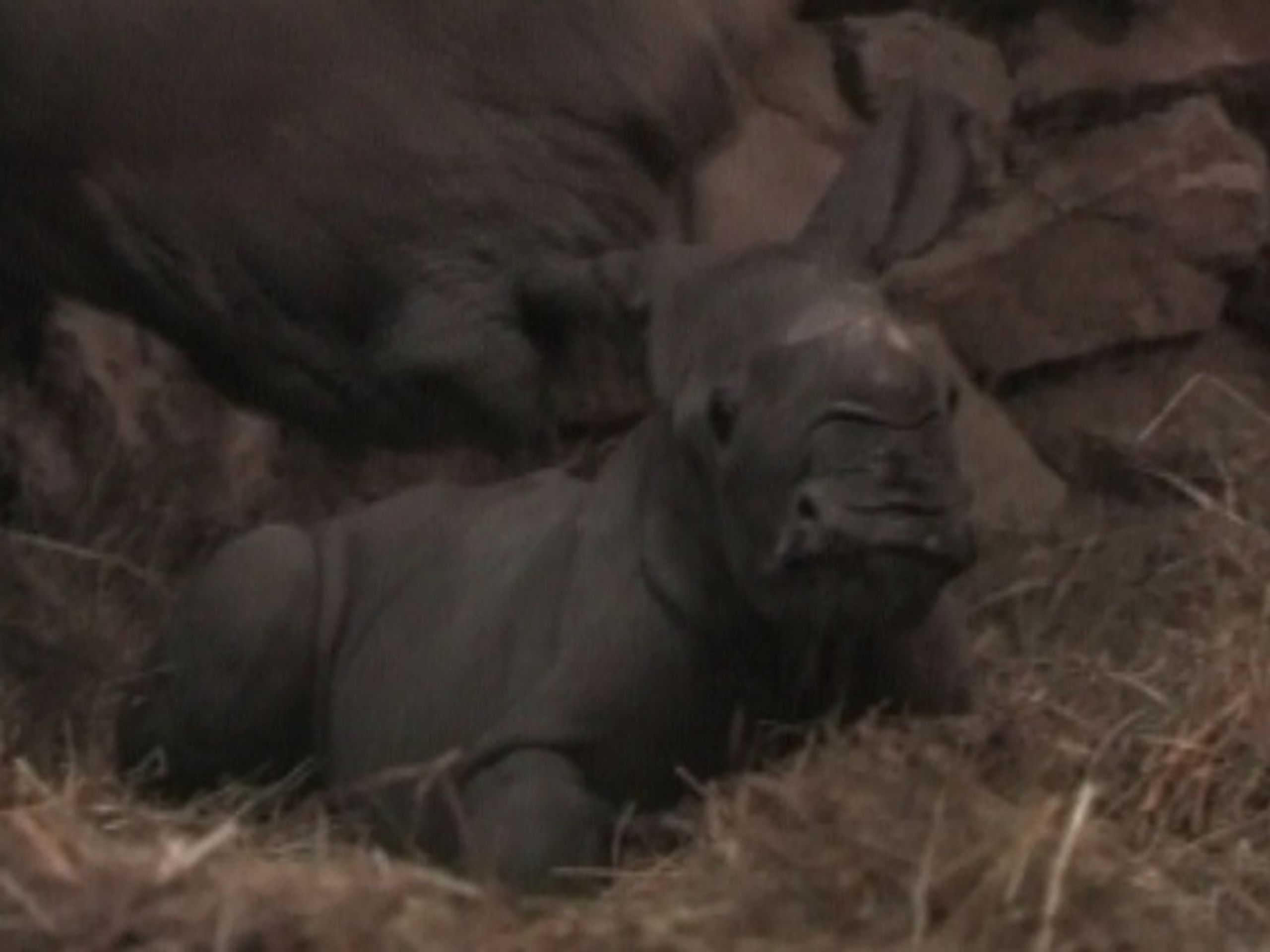 Nosorožec - První nosorožec ze zkumavky je na světě! (2/3)