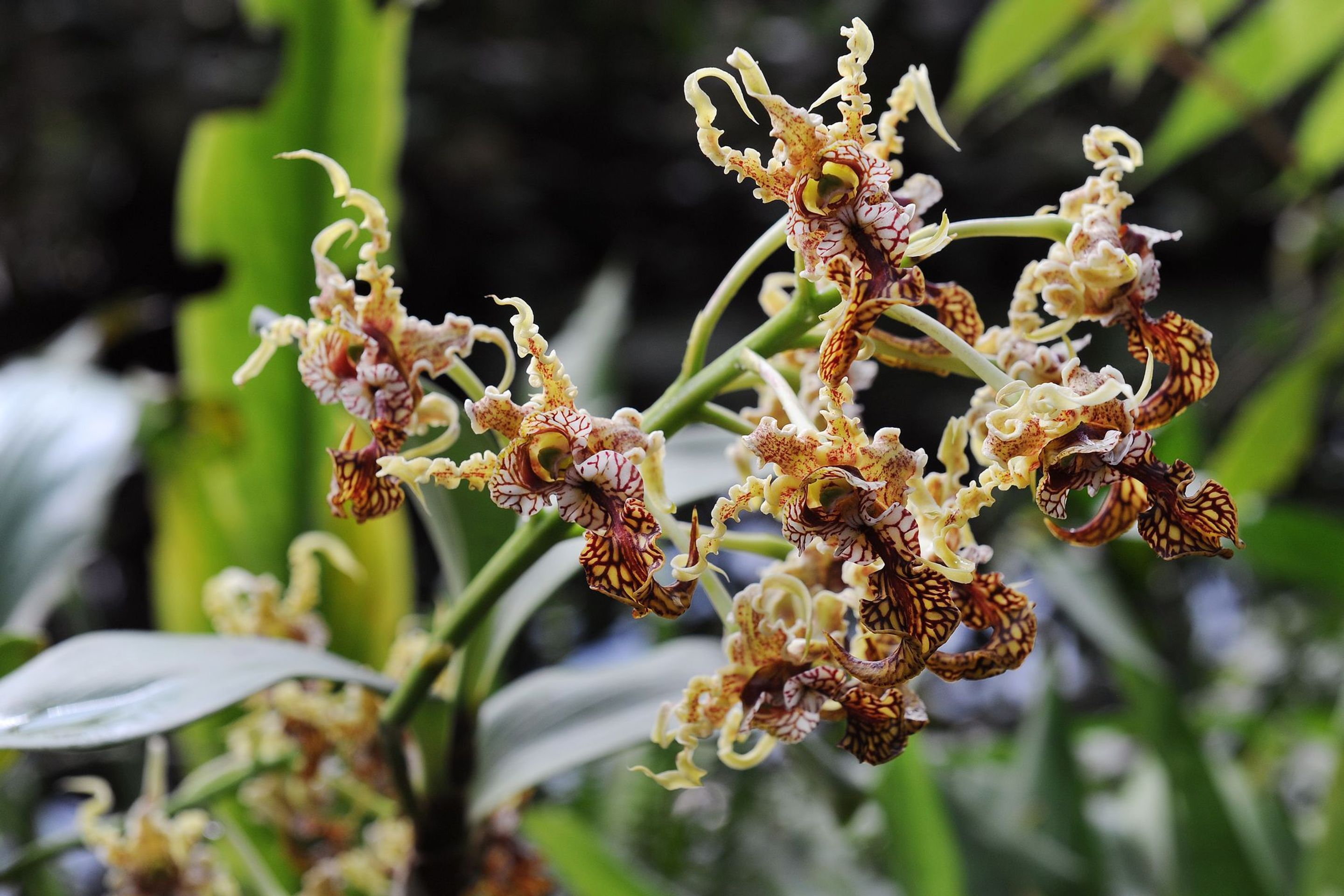 Výstava orchidejí - 23 - GALERIE: Orchideje v pražské botanické zahradě (21/29)