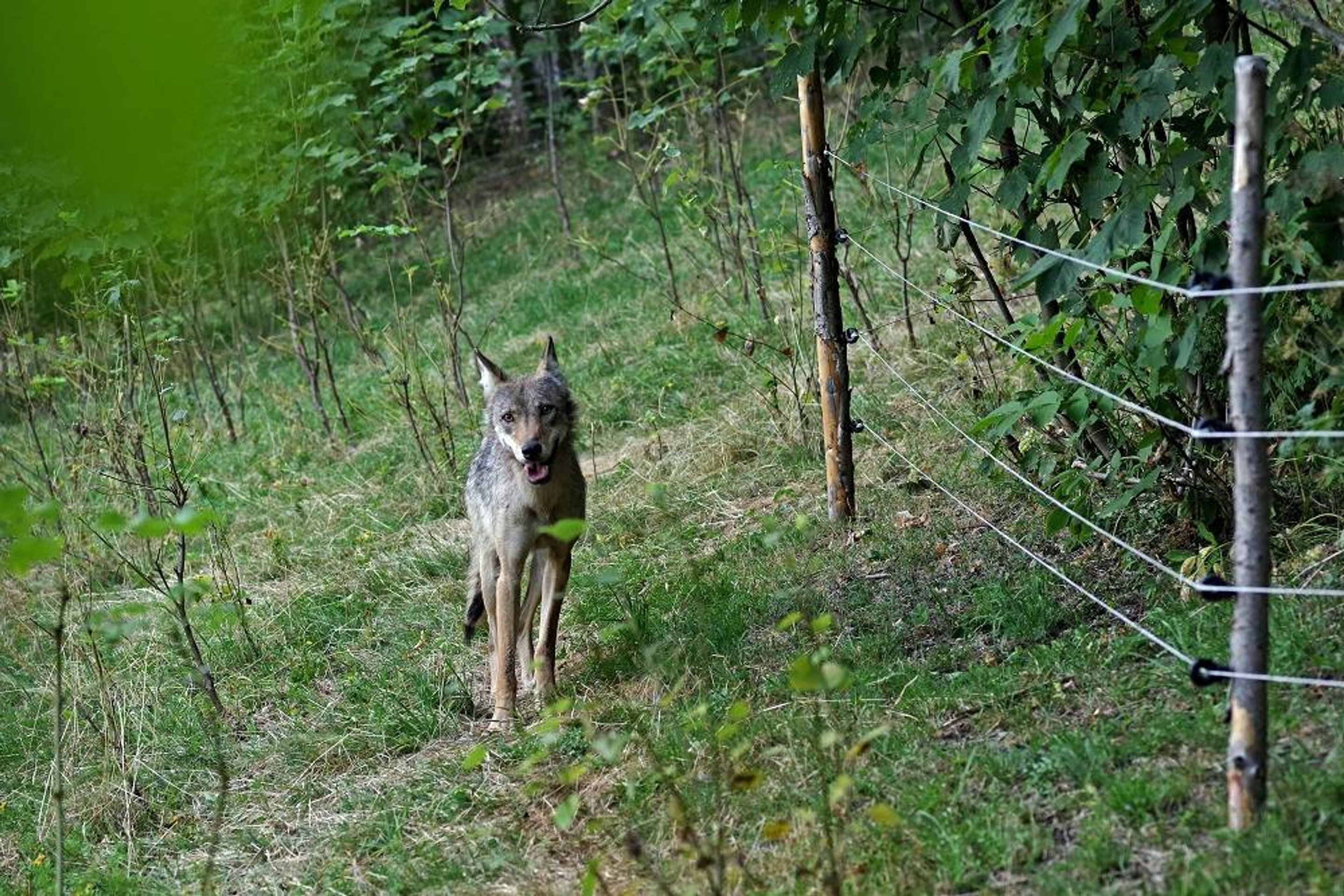 Vlčice z Krkonoš - 6 - GALERIE: Vlčice z Krkonoš (1/6)