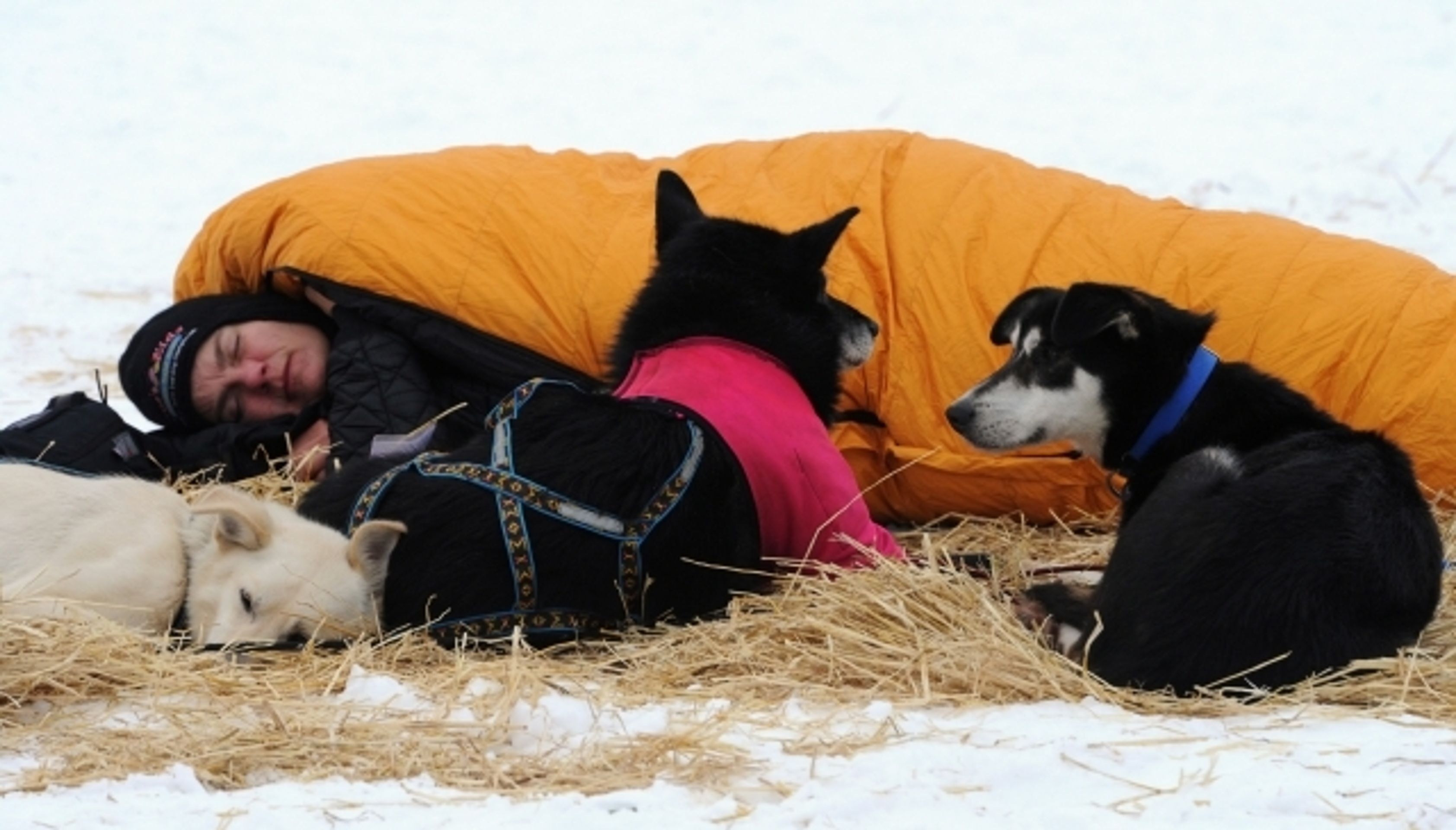 Iditarod - závod psích spřežení na Aljašce - 7 - GALERIE: Iditarod - závod psích spřežení na Aljašce (7/17)