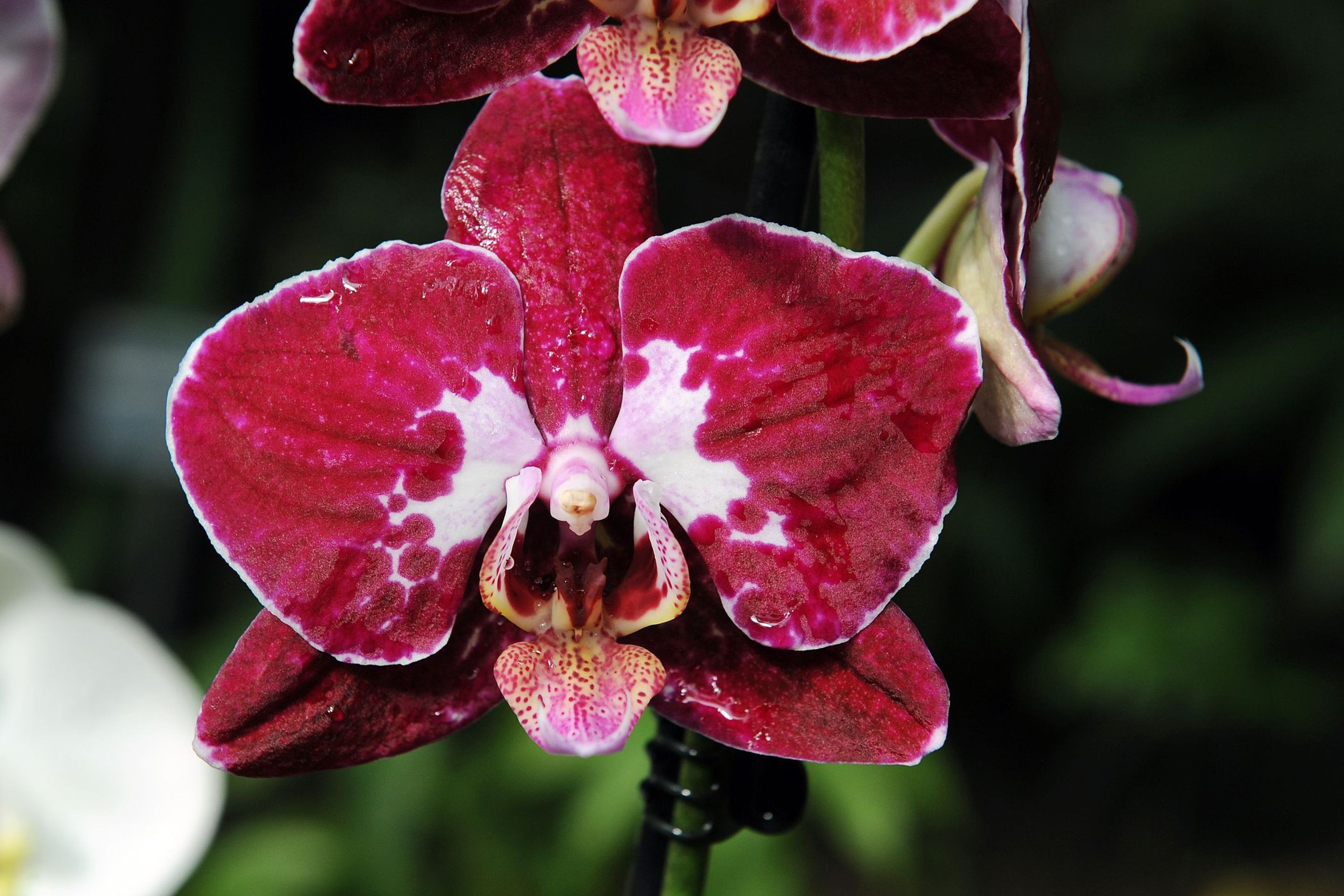 Výstava orchidejí - 9 - GALERIE: Orchideje v pražské botanické zahradě (9/29)