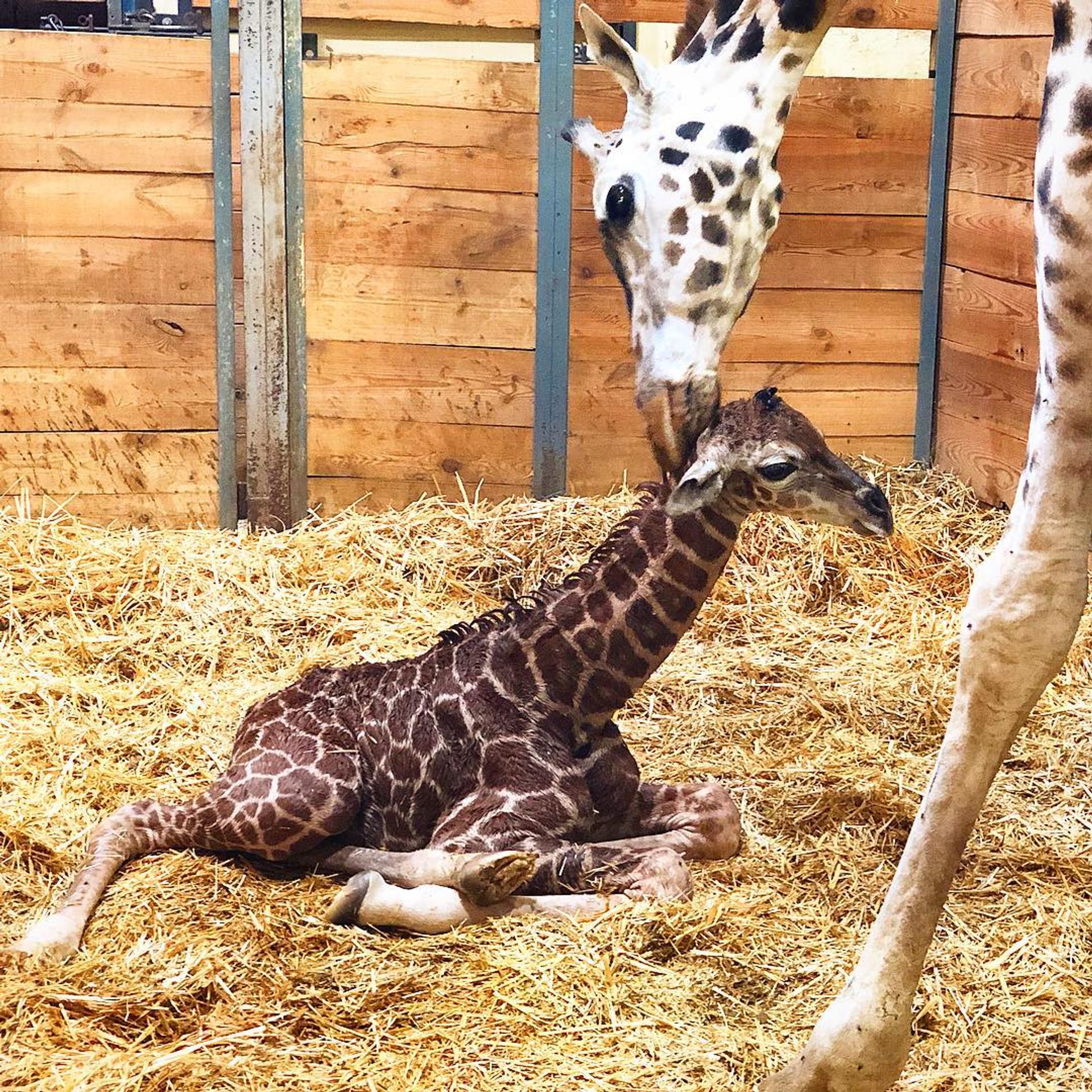 Žirafí mládě narozené 13. února - GALERIE: V pražské zoo přivítali na svět dvě žirafí mláďátka (1/4)