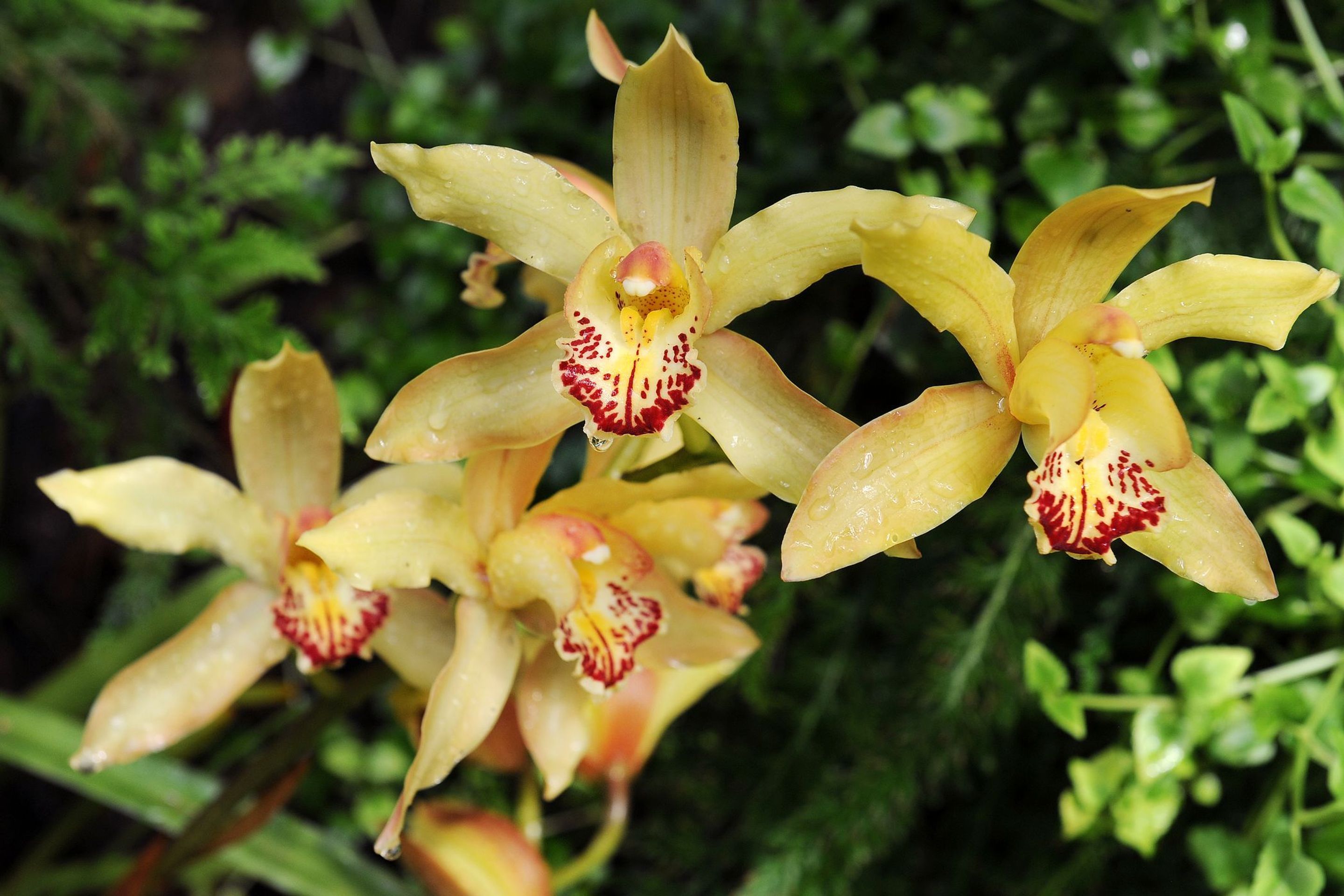 Výstava orchidejí - 29 - GALERIE: Orchideje v pražské botanické zahradě (22/29)