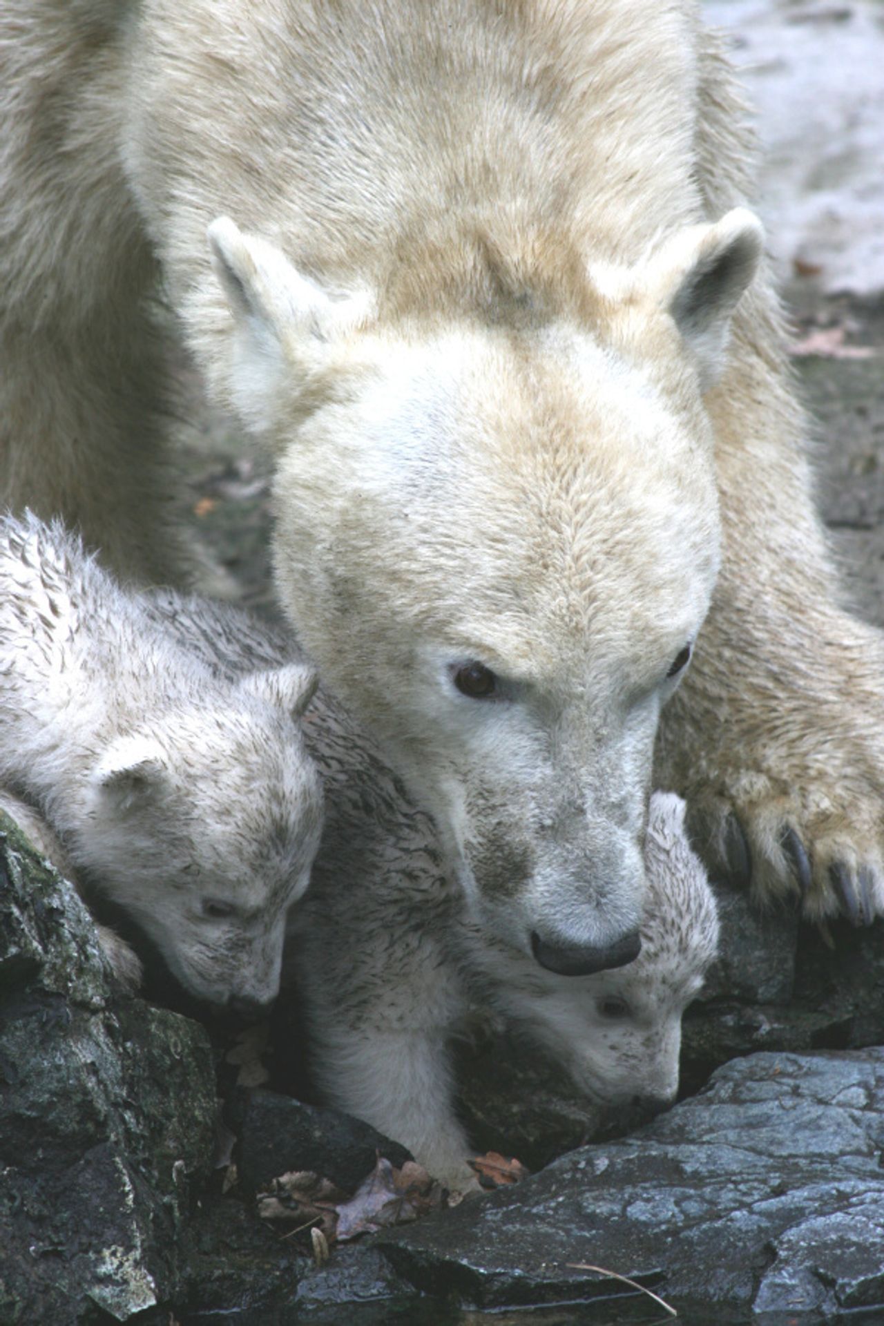 Lední medvíďata z brněnské zoo - Fotogalerie - lední medvědi v brněnské zoo (7/9)