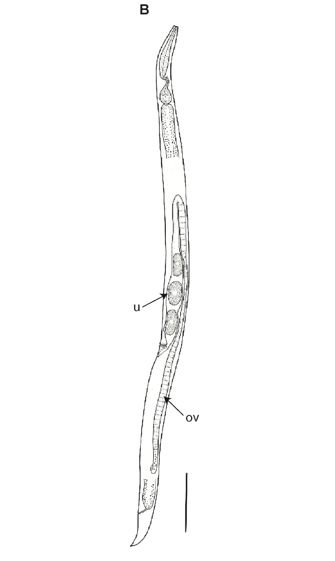Oživené háďátko Panagrolaimus kolymaensis (2) - Oživené háďátko Panagrolaimus kolymaensis (2/6)