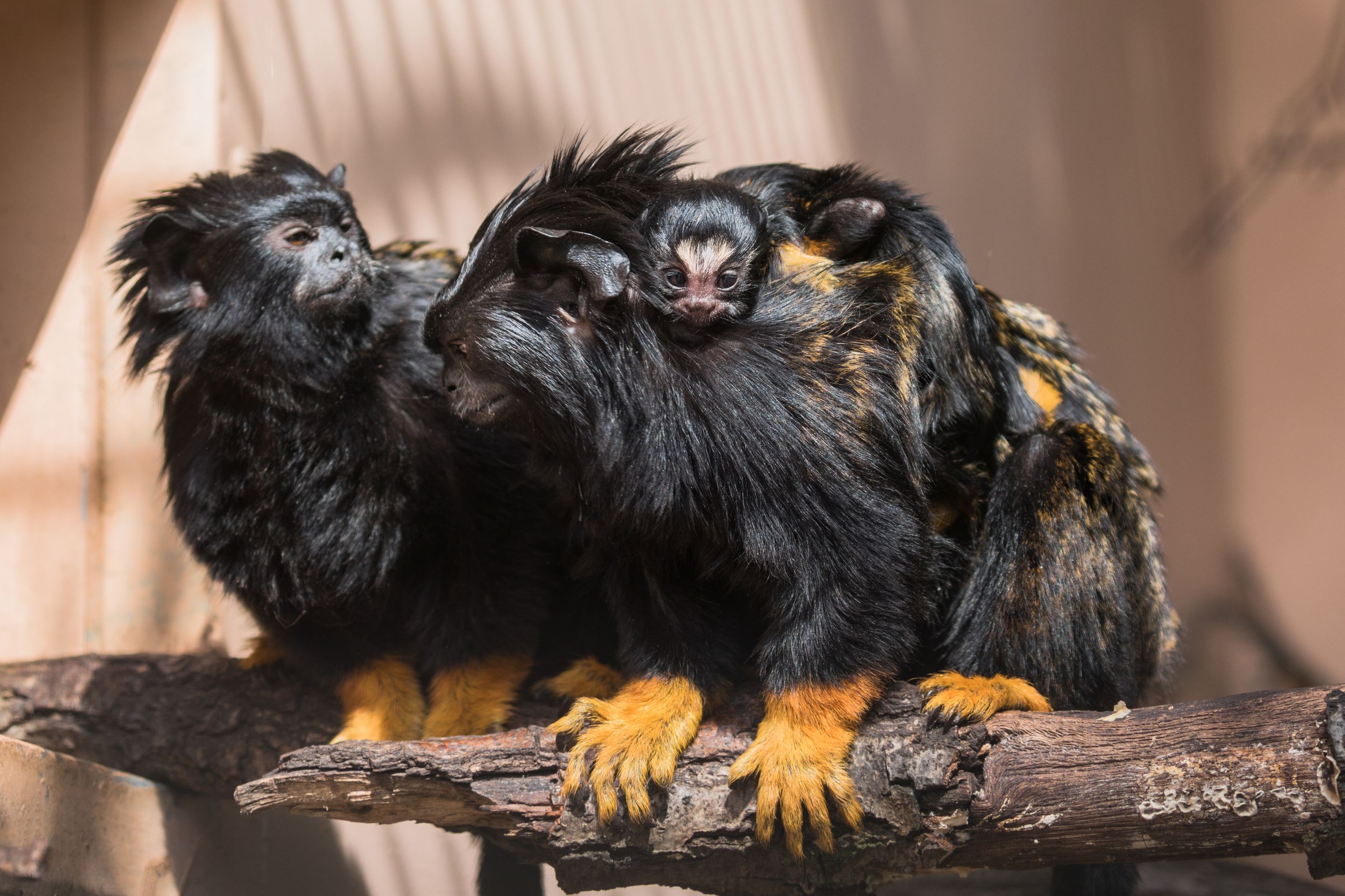 Dvojčata tamarína žlutorukého z brněnské zoo - GALERIE: Dvojčata tamarína žlutorukého z brněnské zoo (1/3)