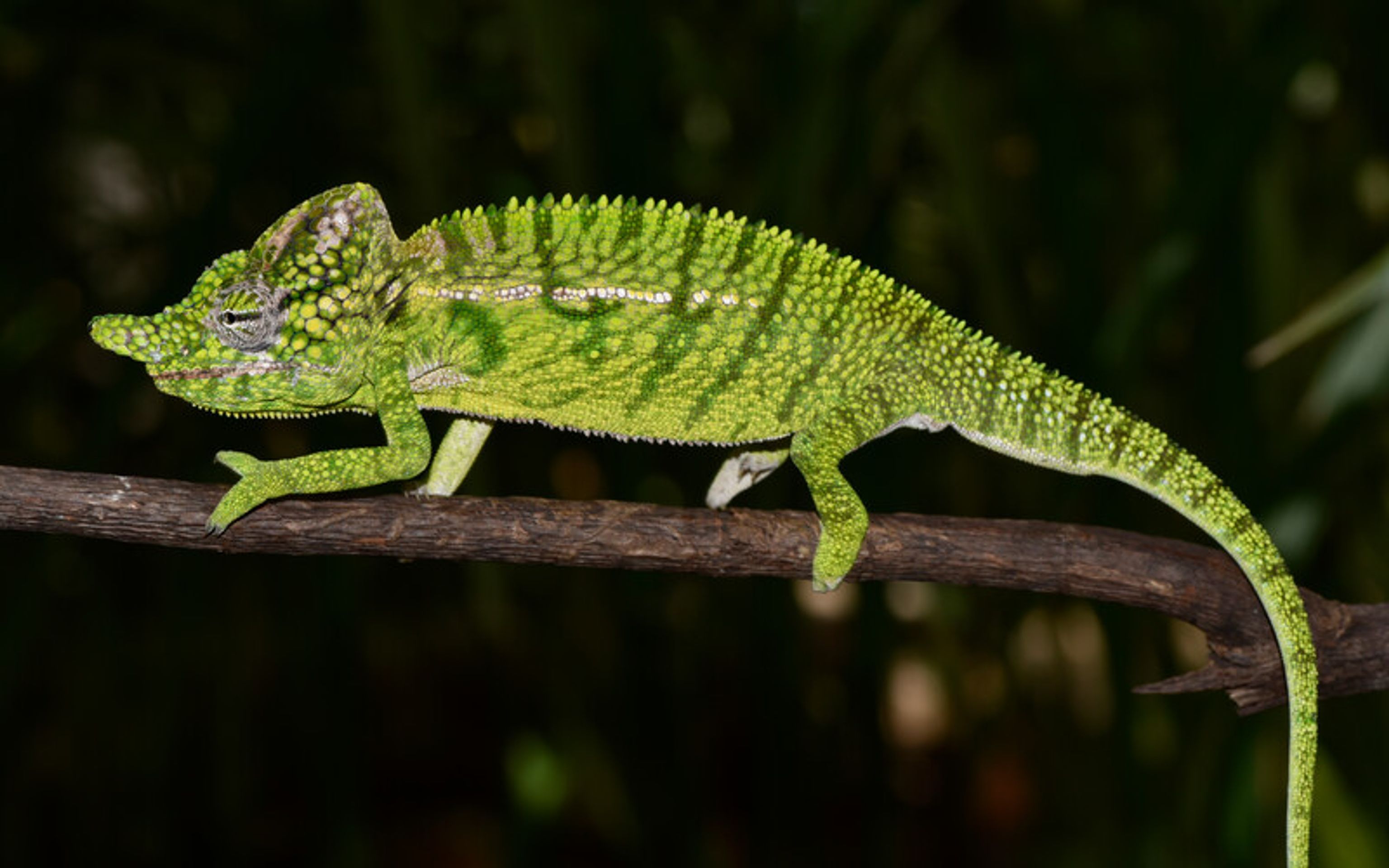 Voeltzkow's Chameleon - 5 - GALERIE: Voeltzkow chameleon (5/5)